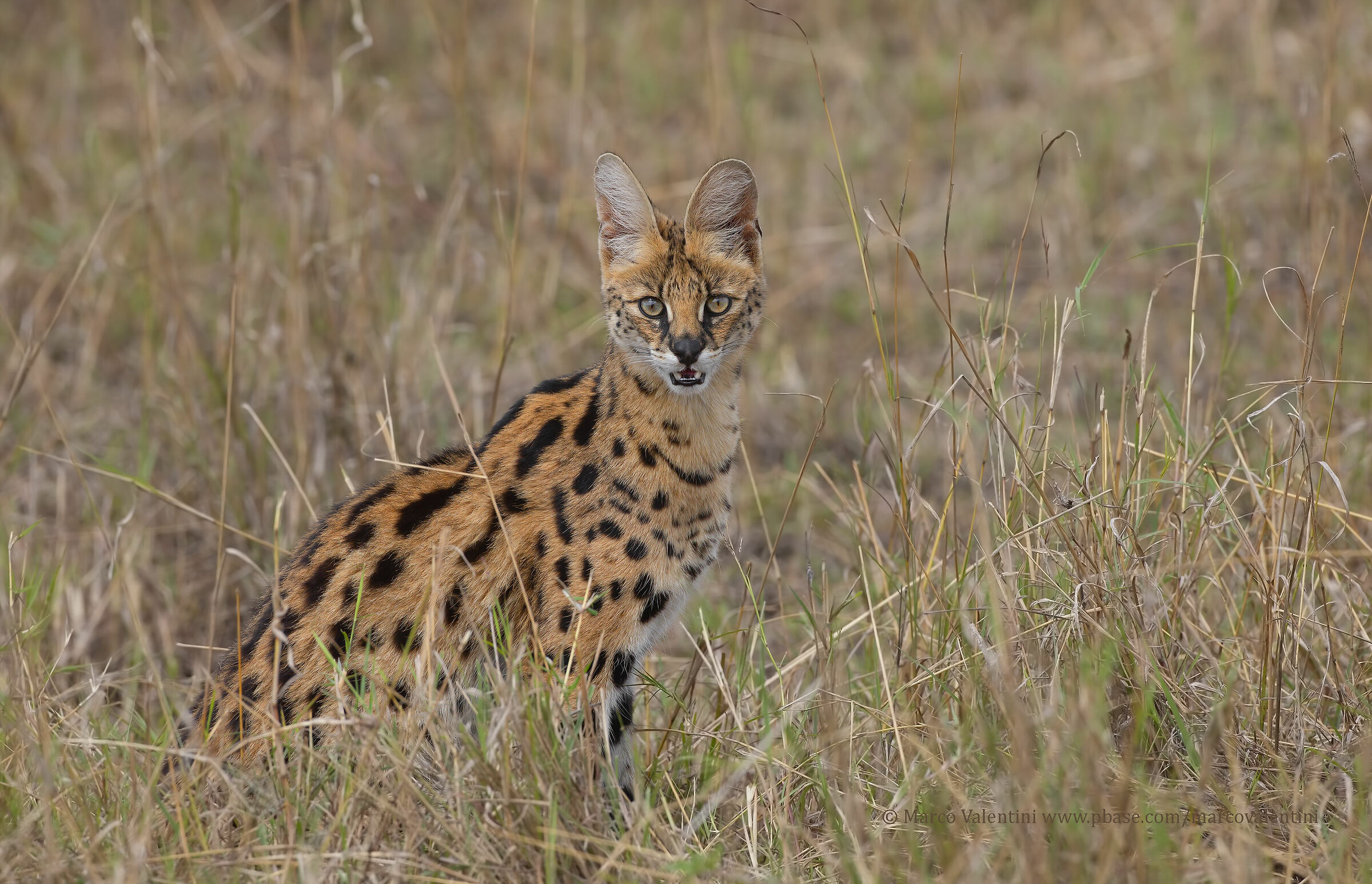 Serval