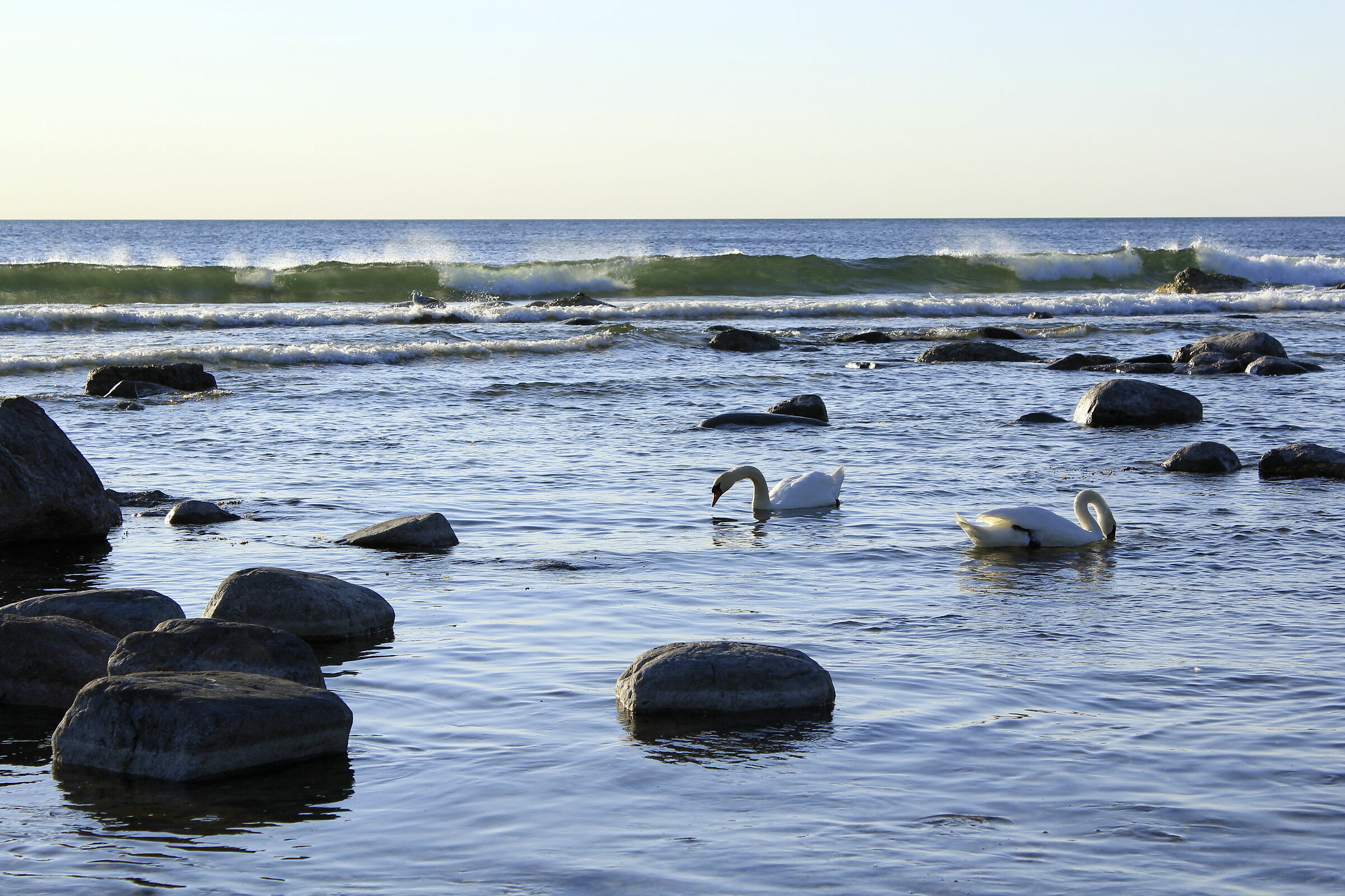 Cigni sul mare del Nord