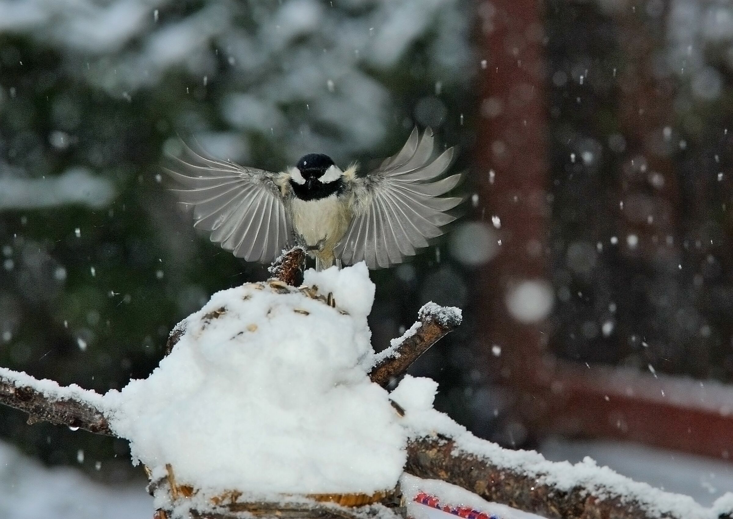Colazione sulla neve