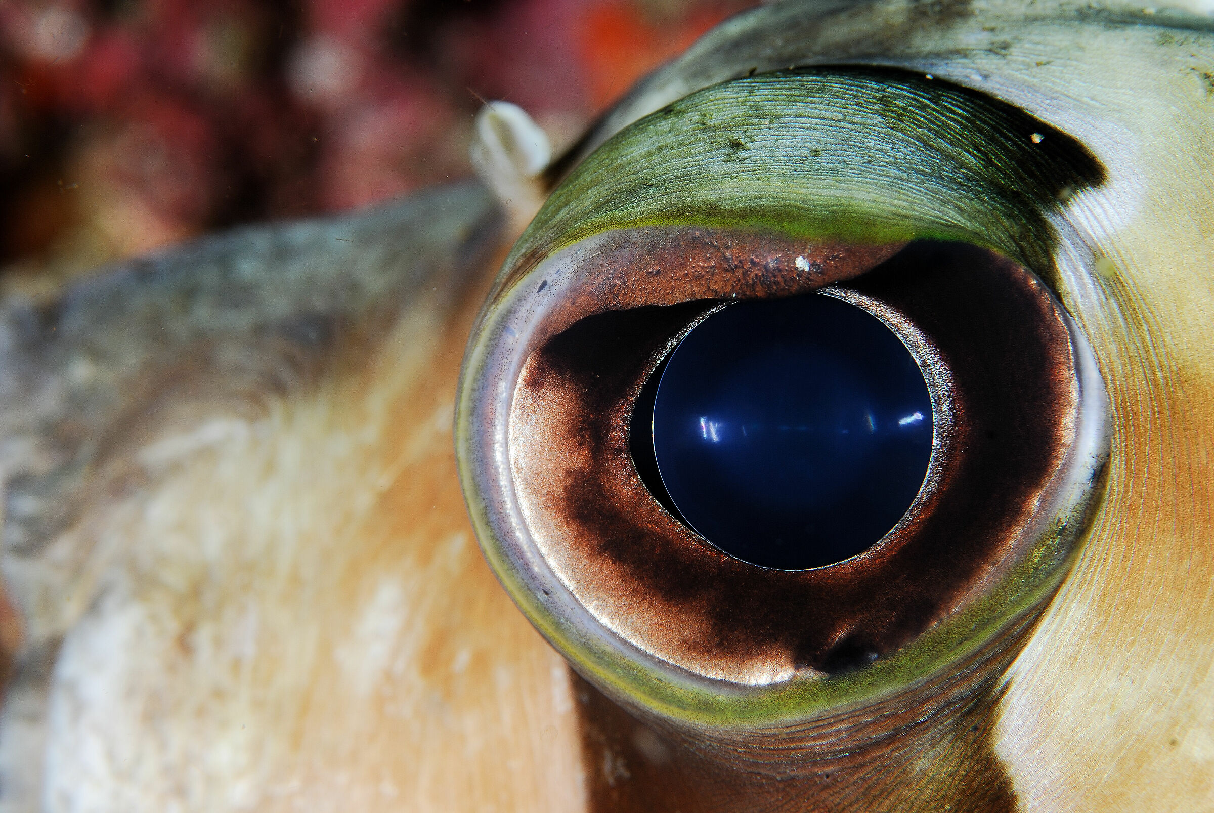 My flashes in his eyes