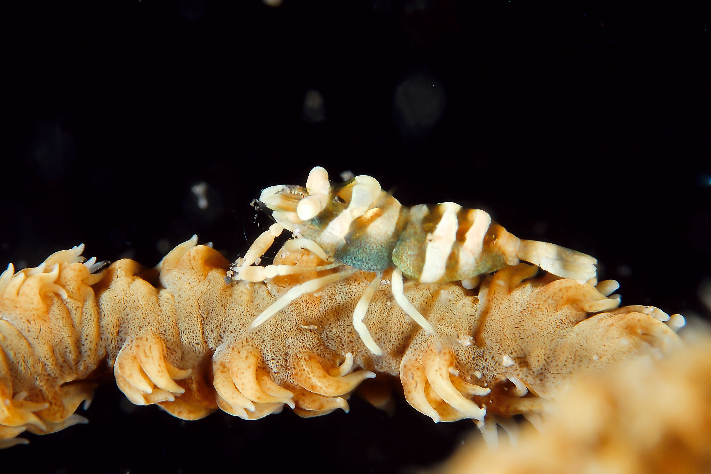 I camouflage myself like this