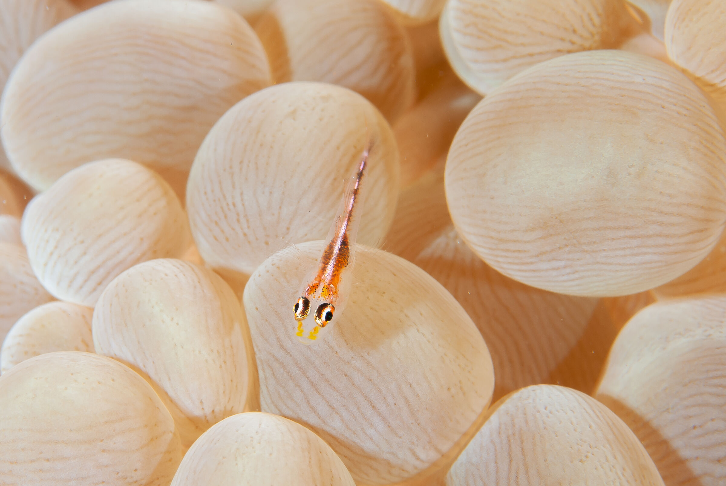 Eye I'm watching you