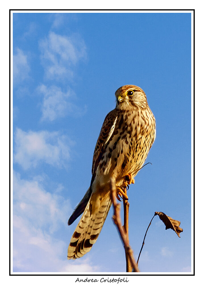 Gheppio Venezia: dicembre 2019.