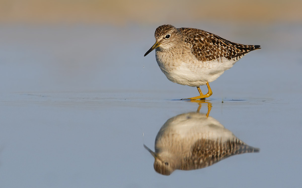 sandpiper boschereccio