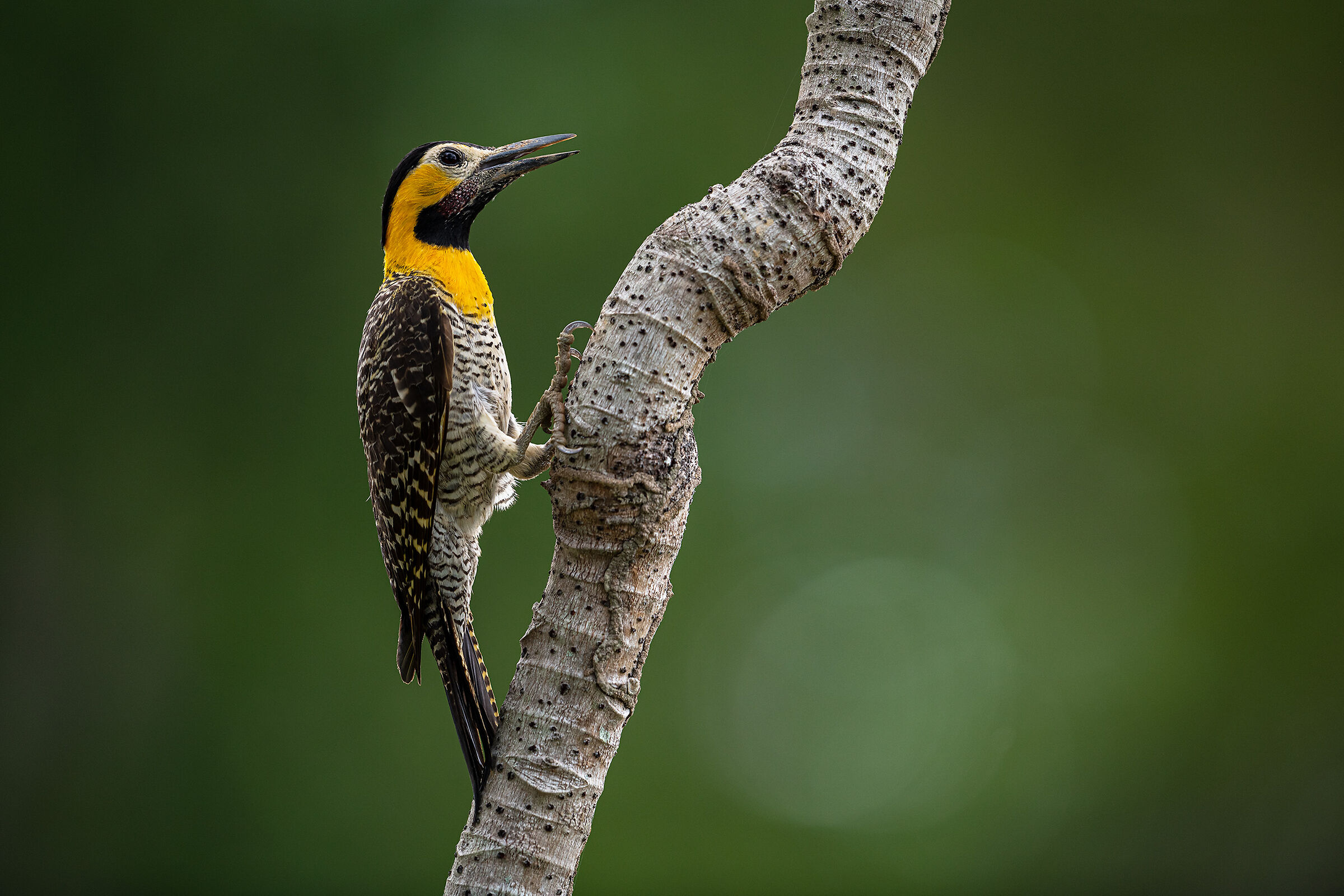 Field woodpecker