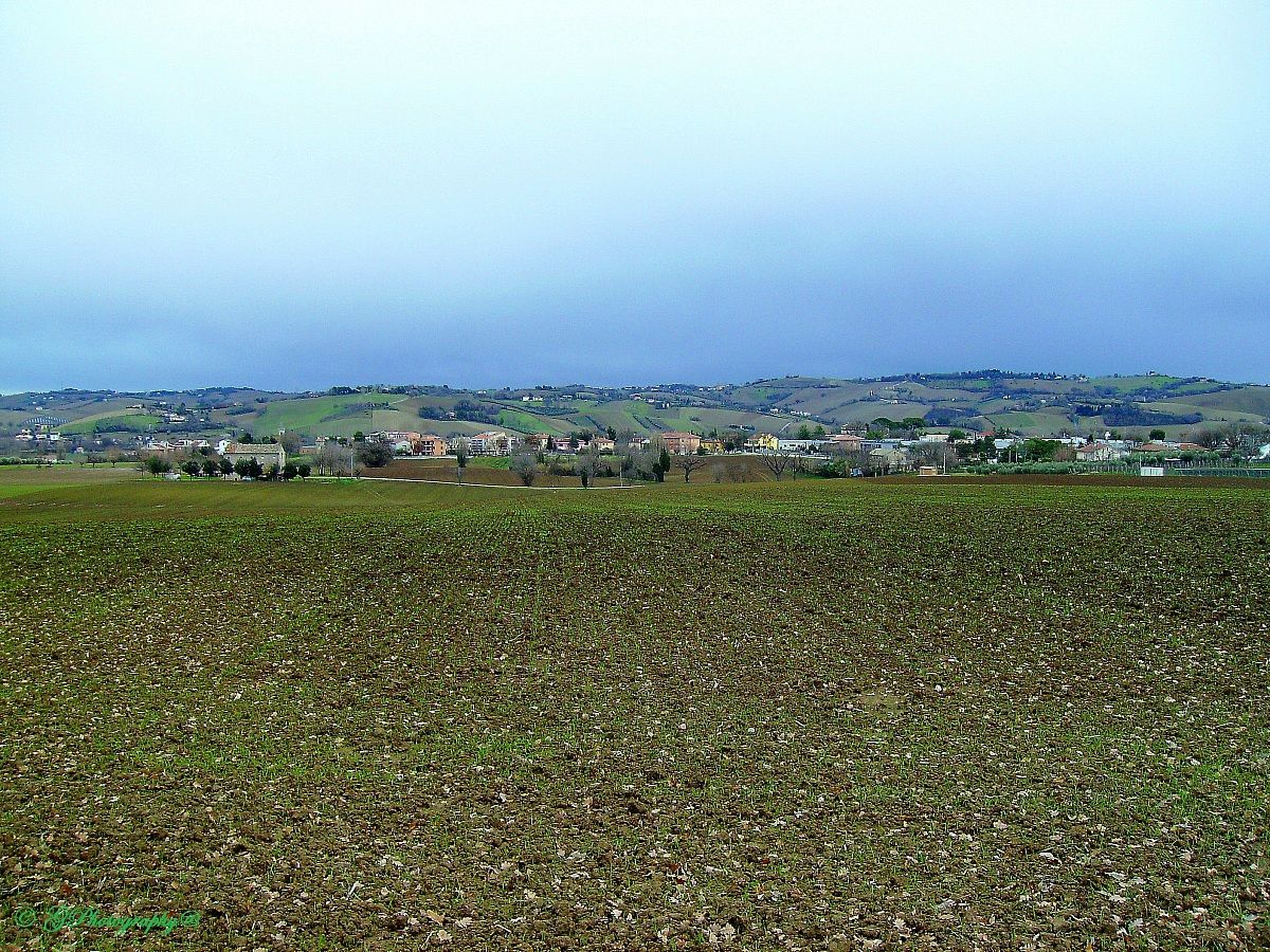 ... begins to verdeggiare the grain