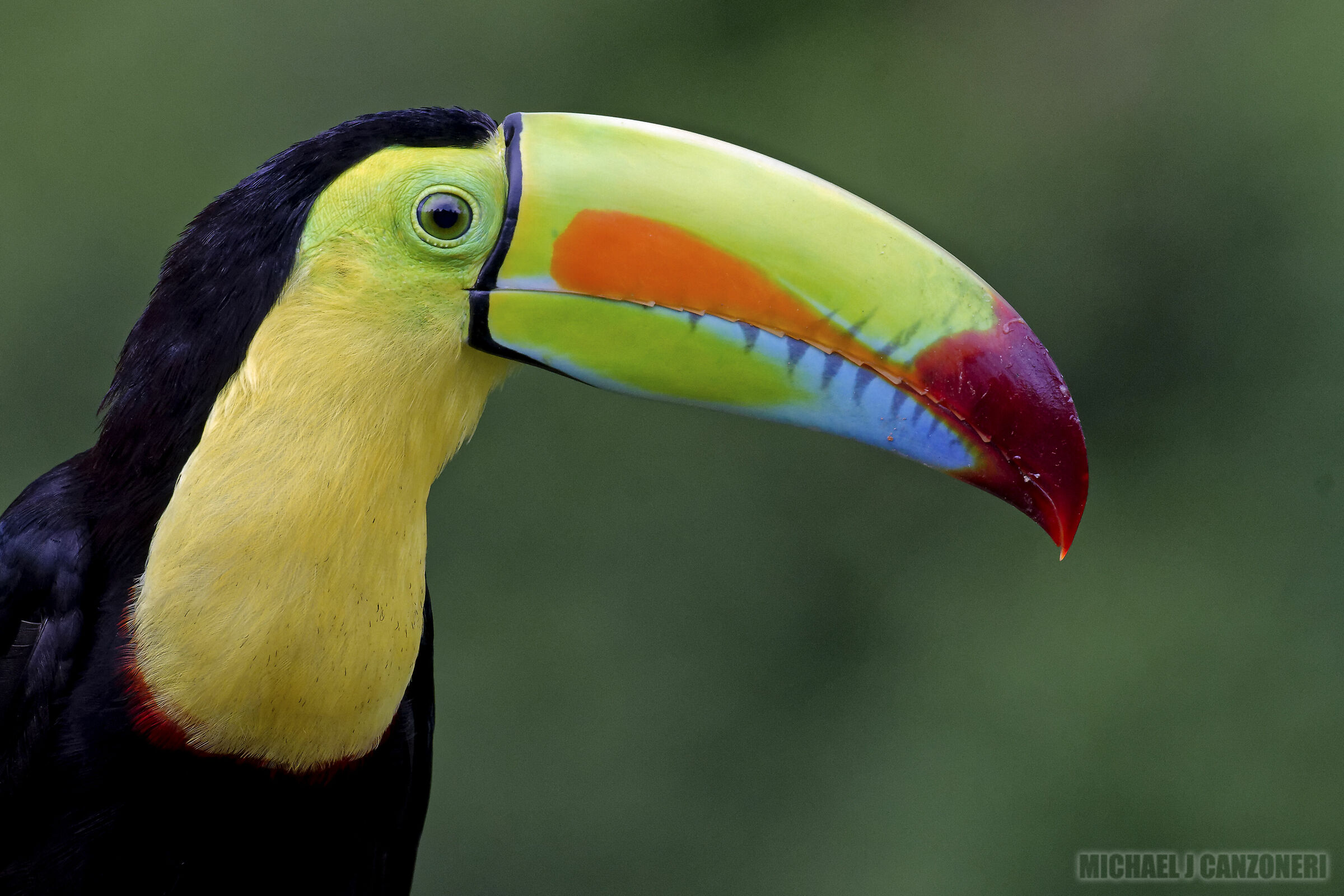 Ritratto di un toucan a Keel