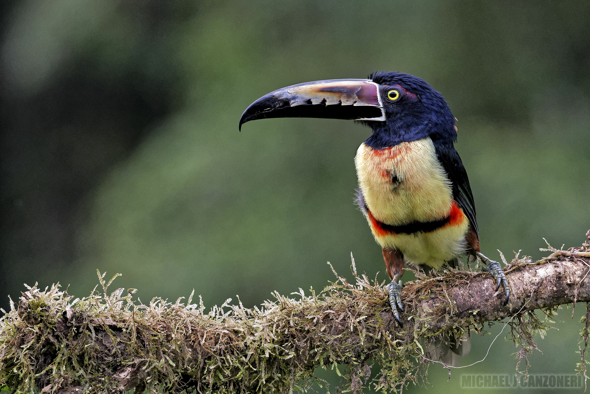Collared Aracari