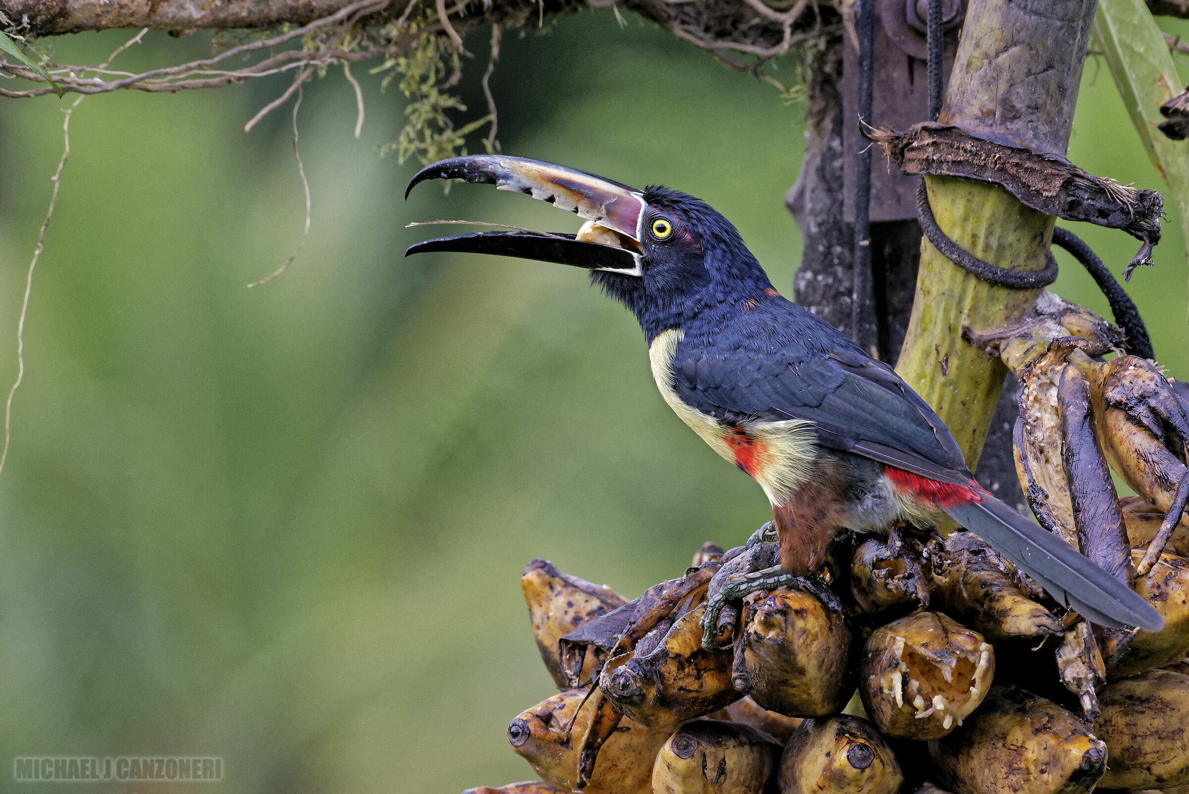 Collared Aracari