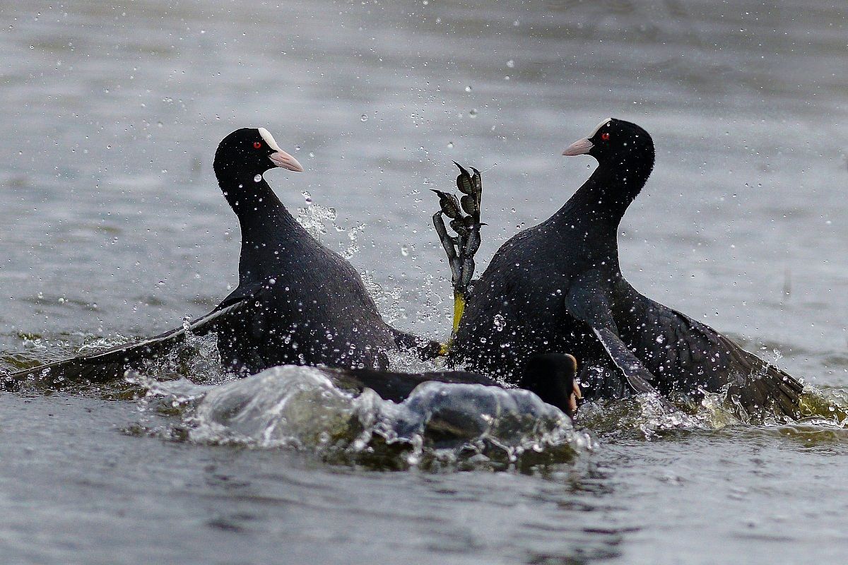 Coots ...