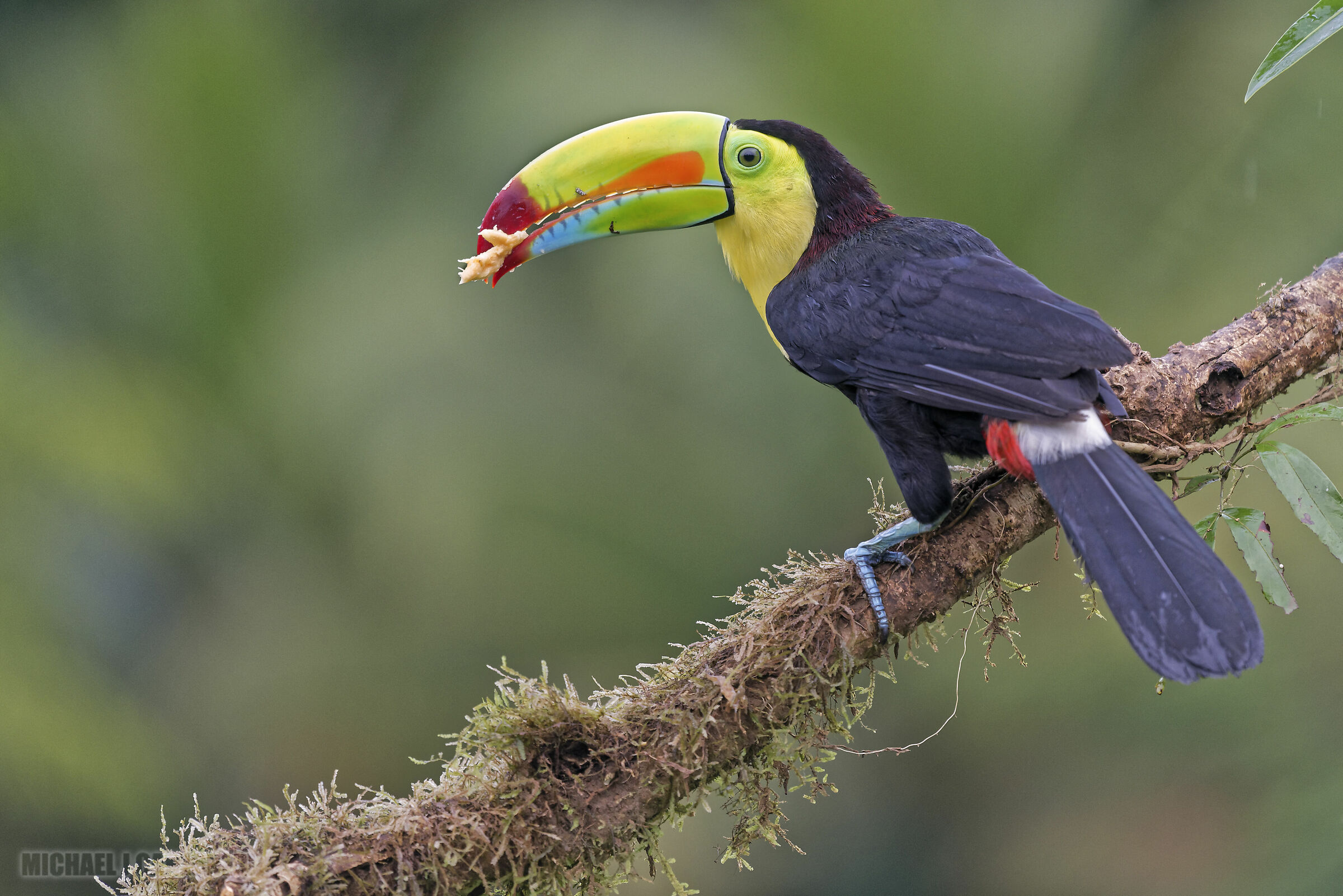 Toucan a keel