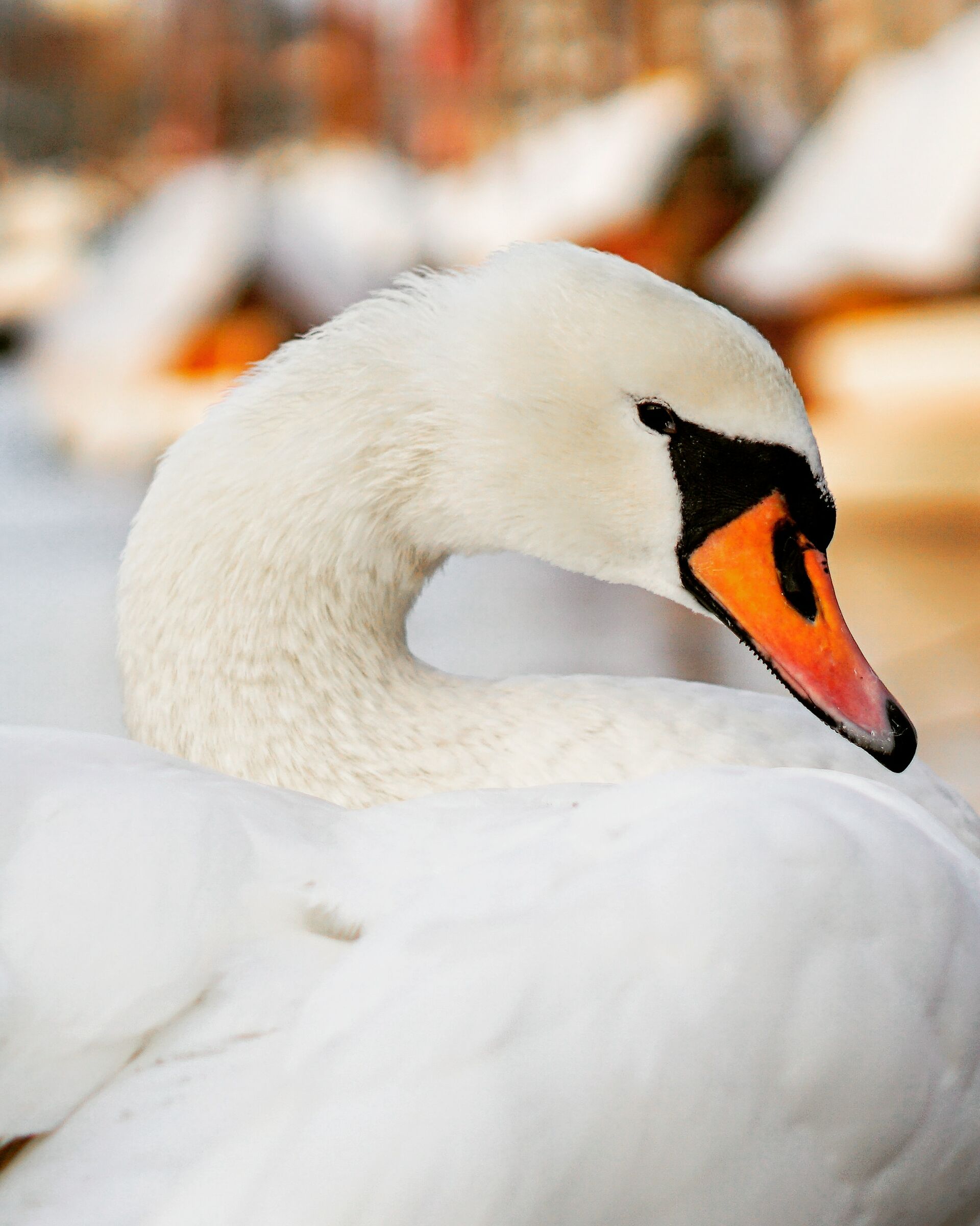 The elegance of the swan