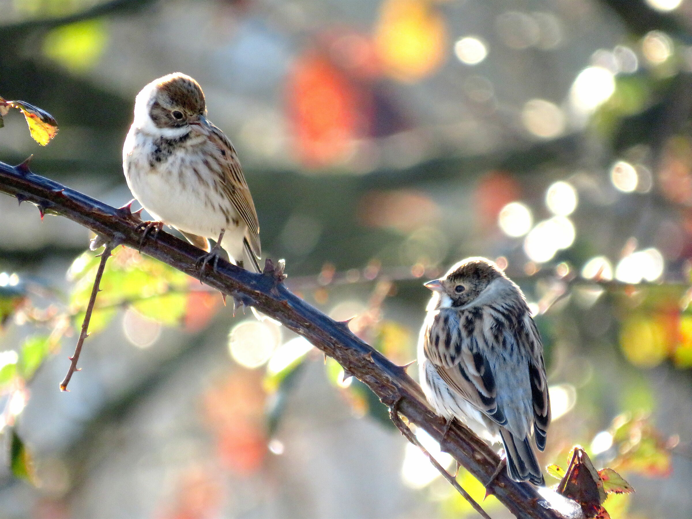 Migliarini di palude.