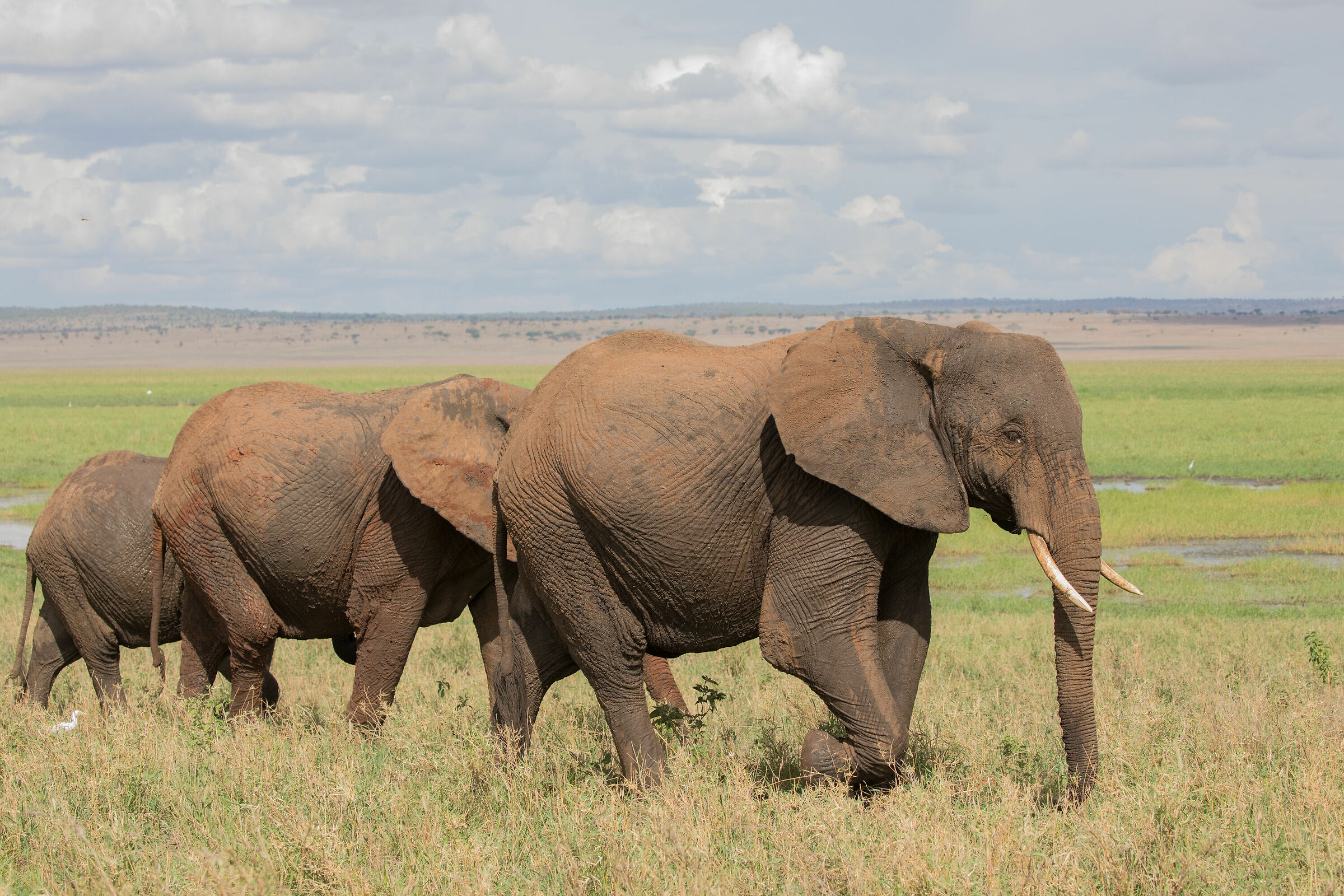 Large, medium and small