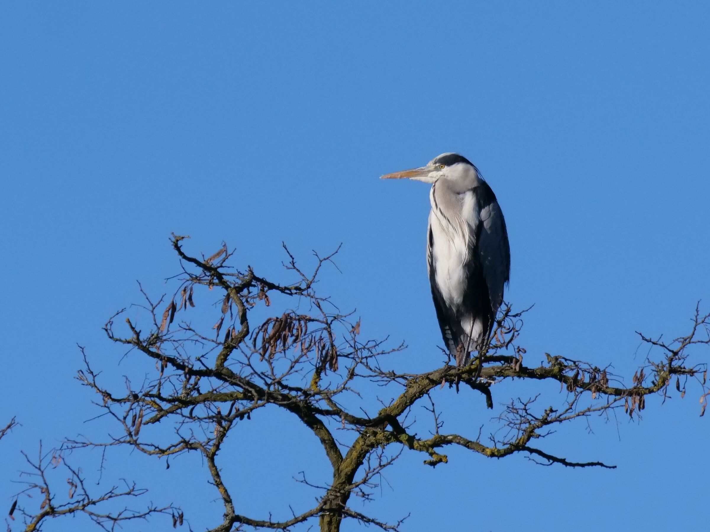 Airone cenerino (Ardea cinerea)