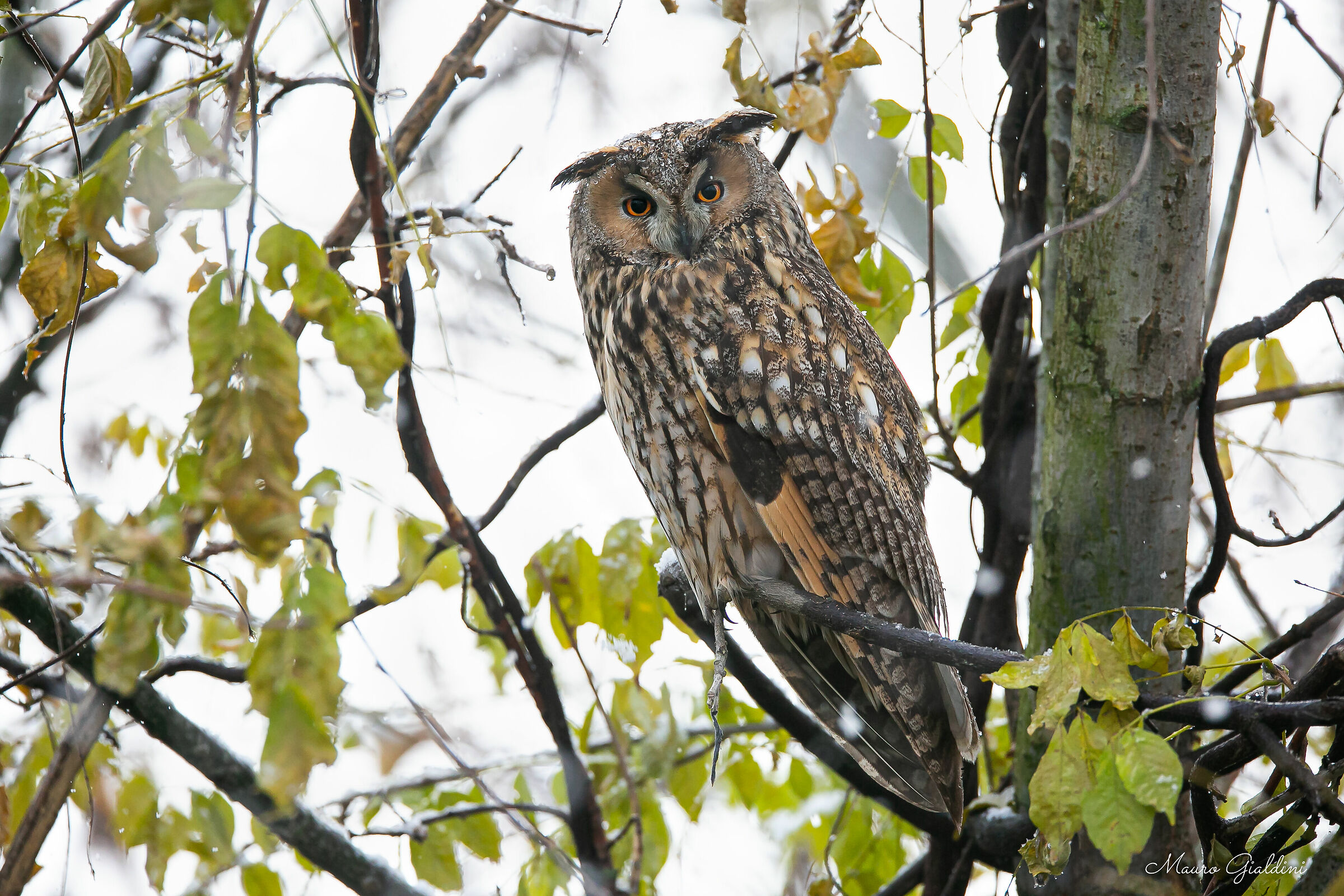 Common Owl (Asio otus)
