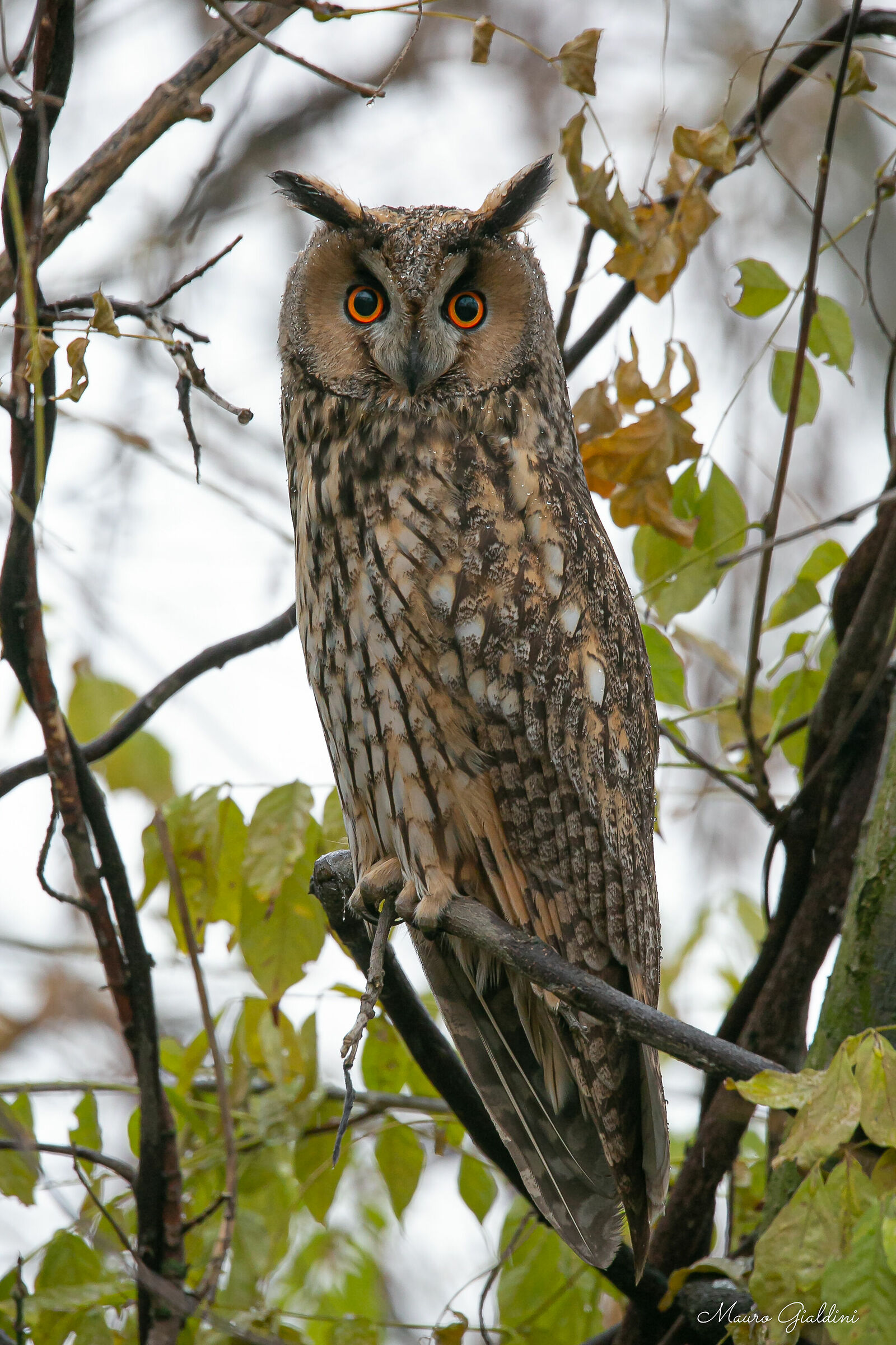 Common Owl (Asio otus)