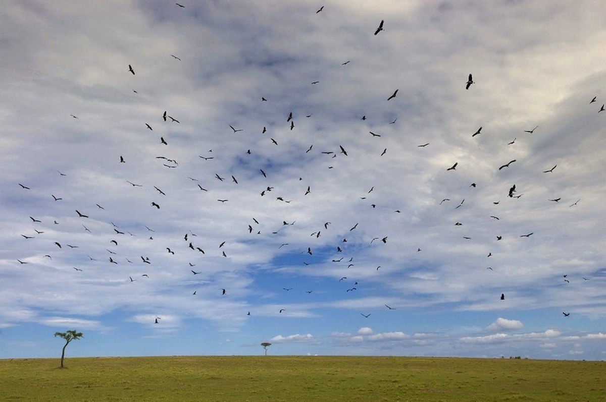 Masai Mara - sky line