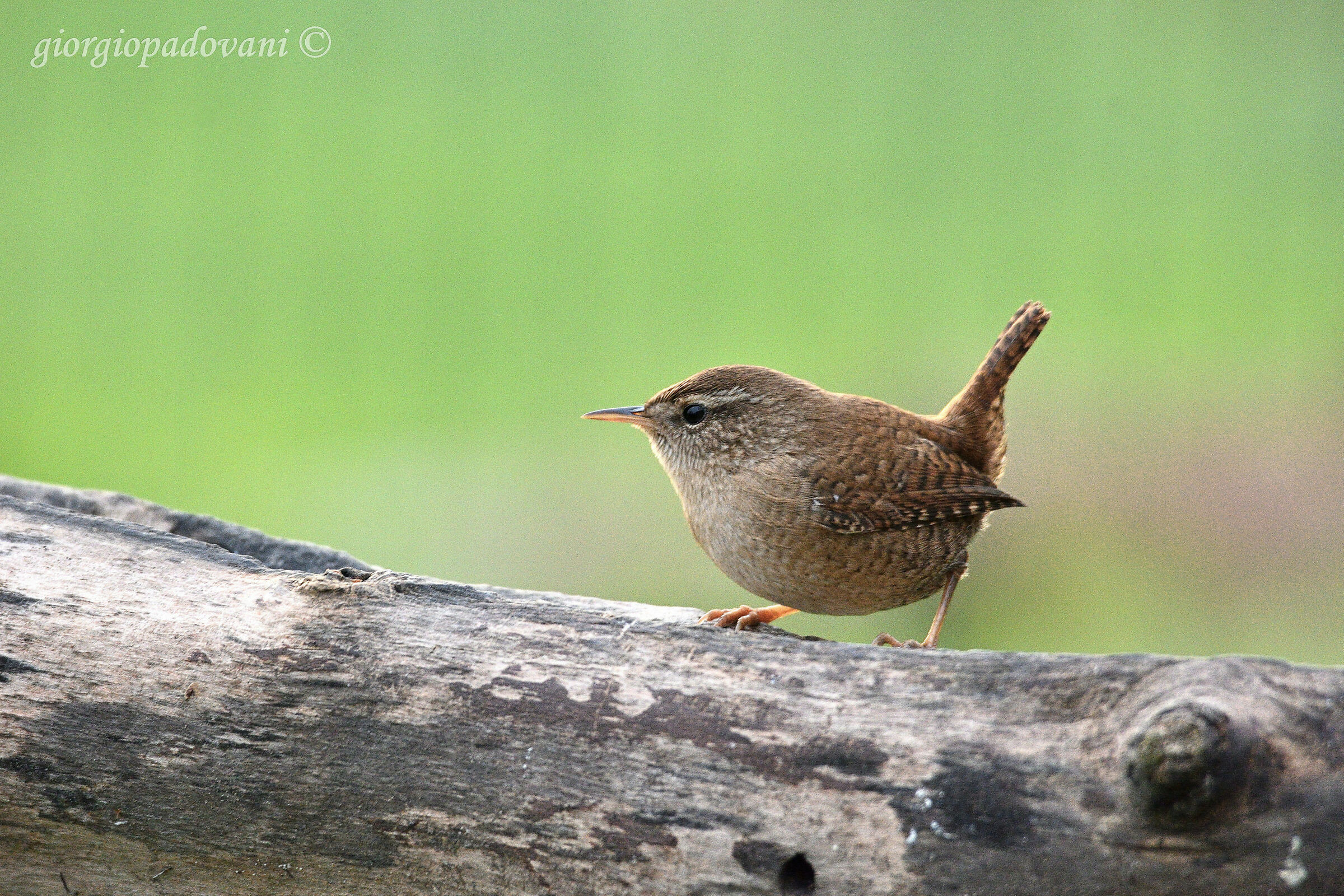 Scricciolo (Troglodytes troglodytes