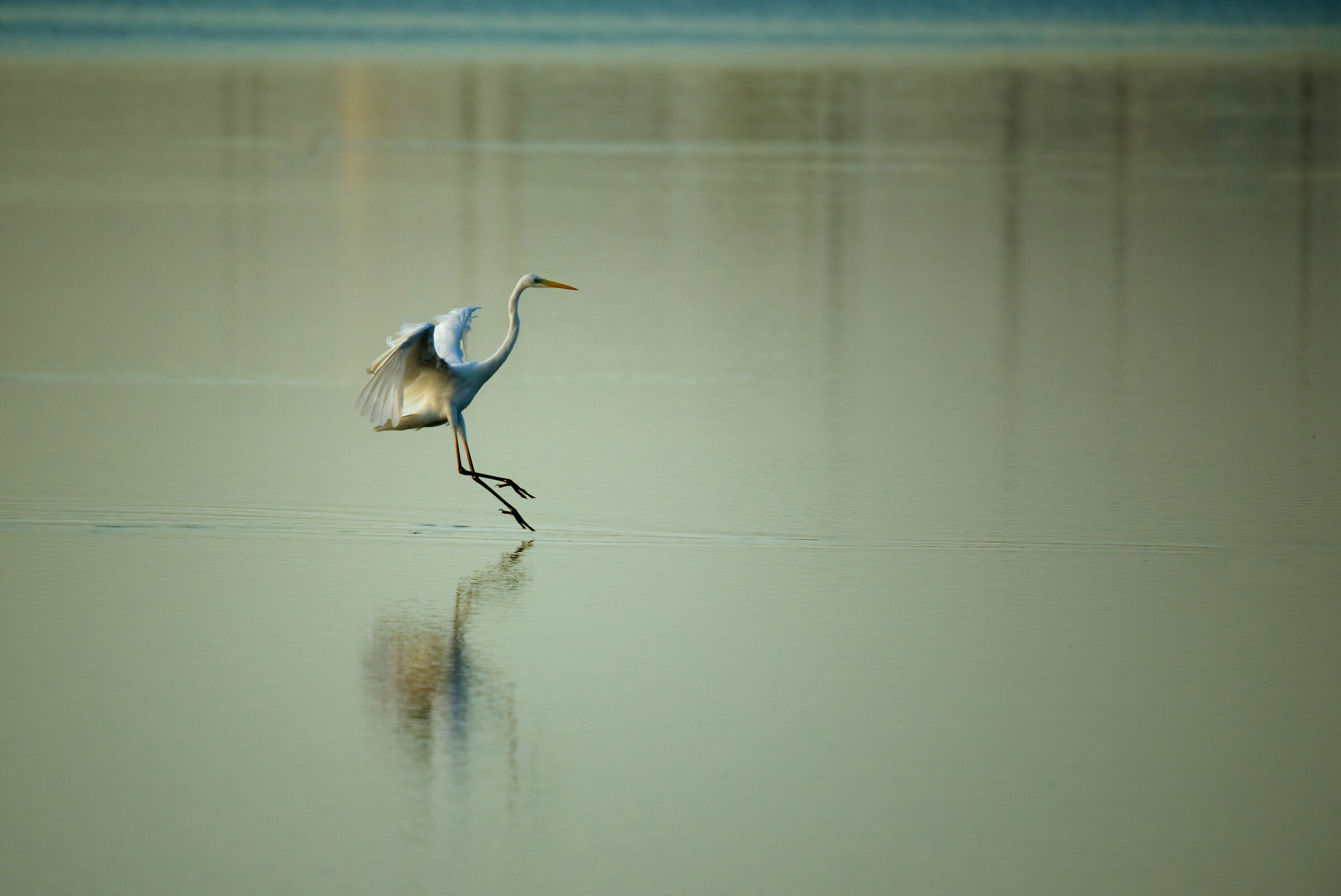 I'm going or I'm not going ???