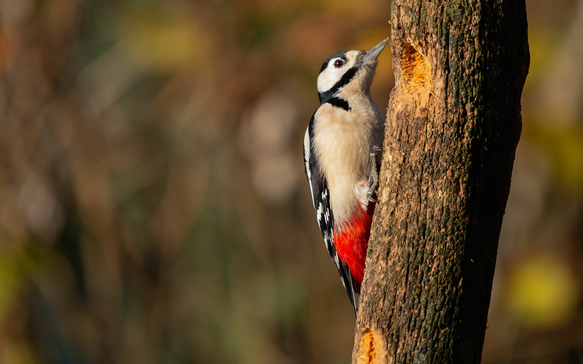 Red Woodpecker-1