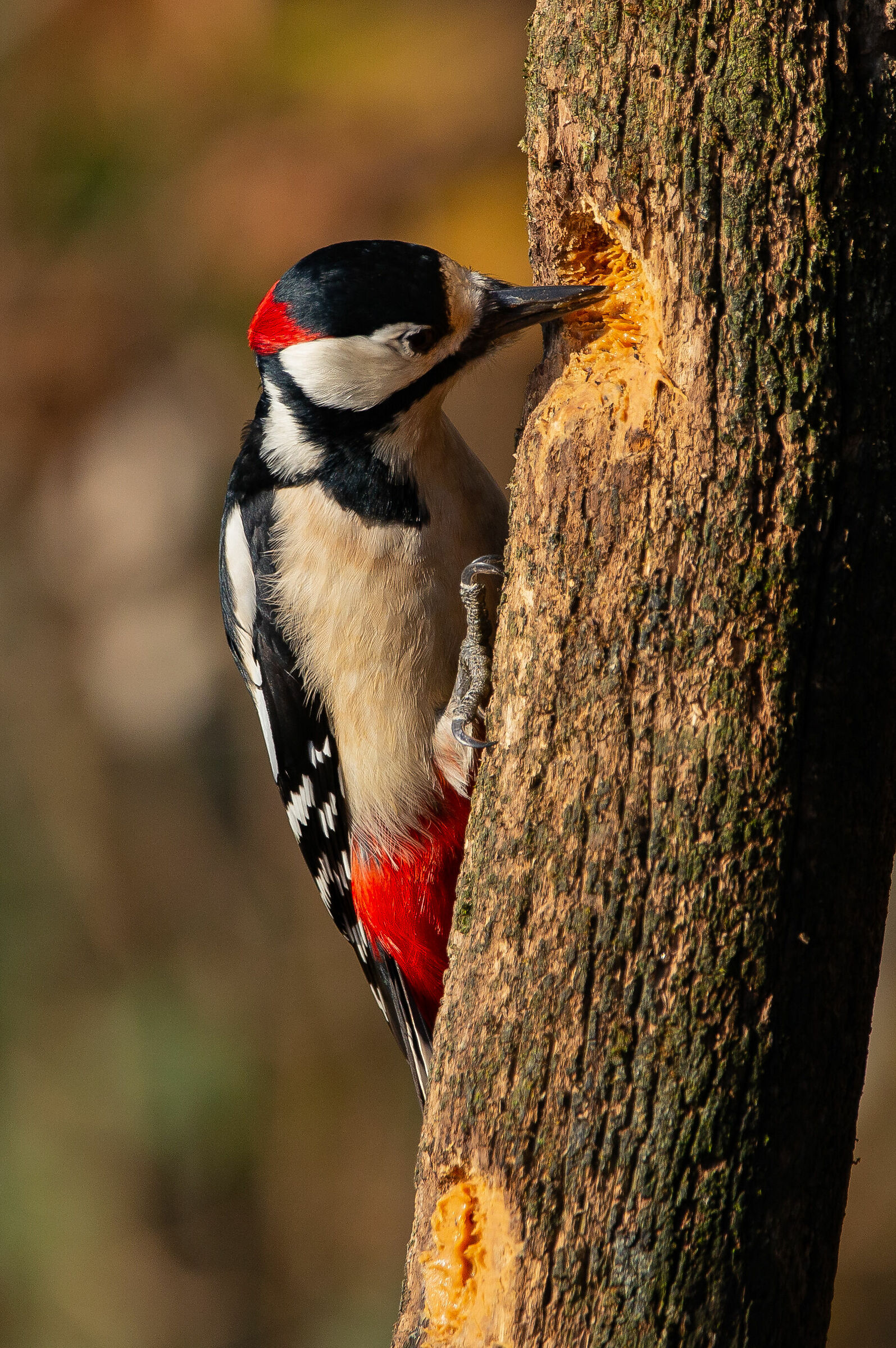 Red Woodpecker-3