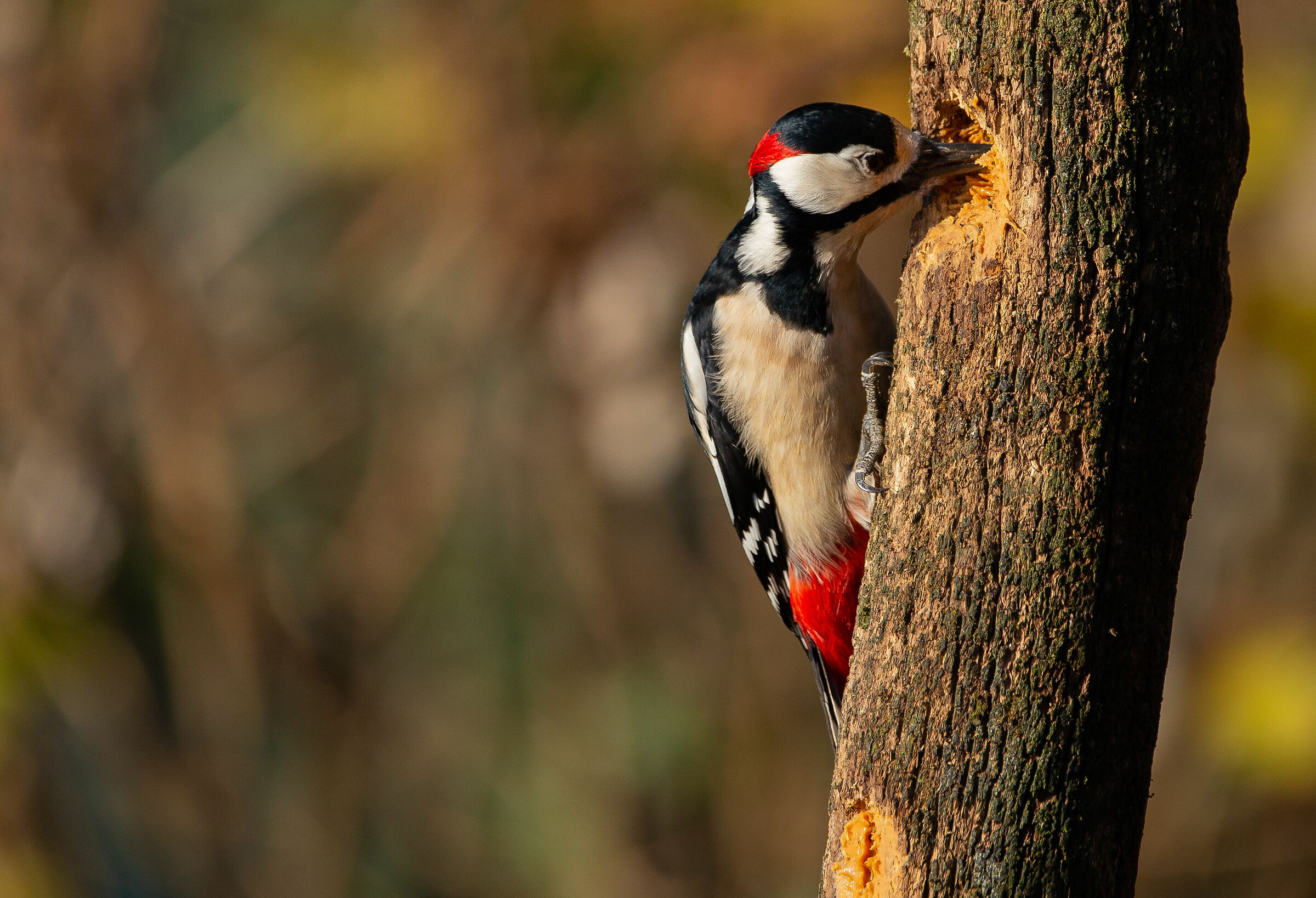 Red Woodpecker-4