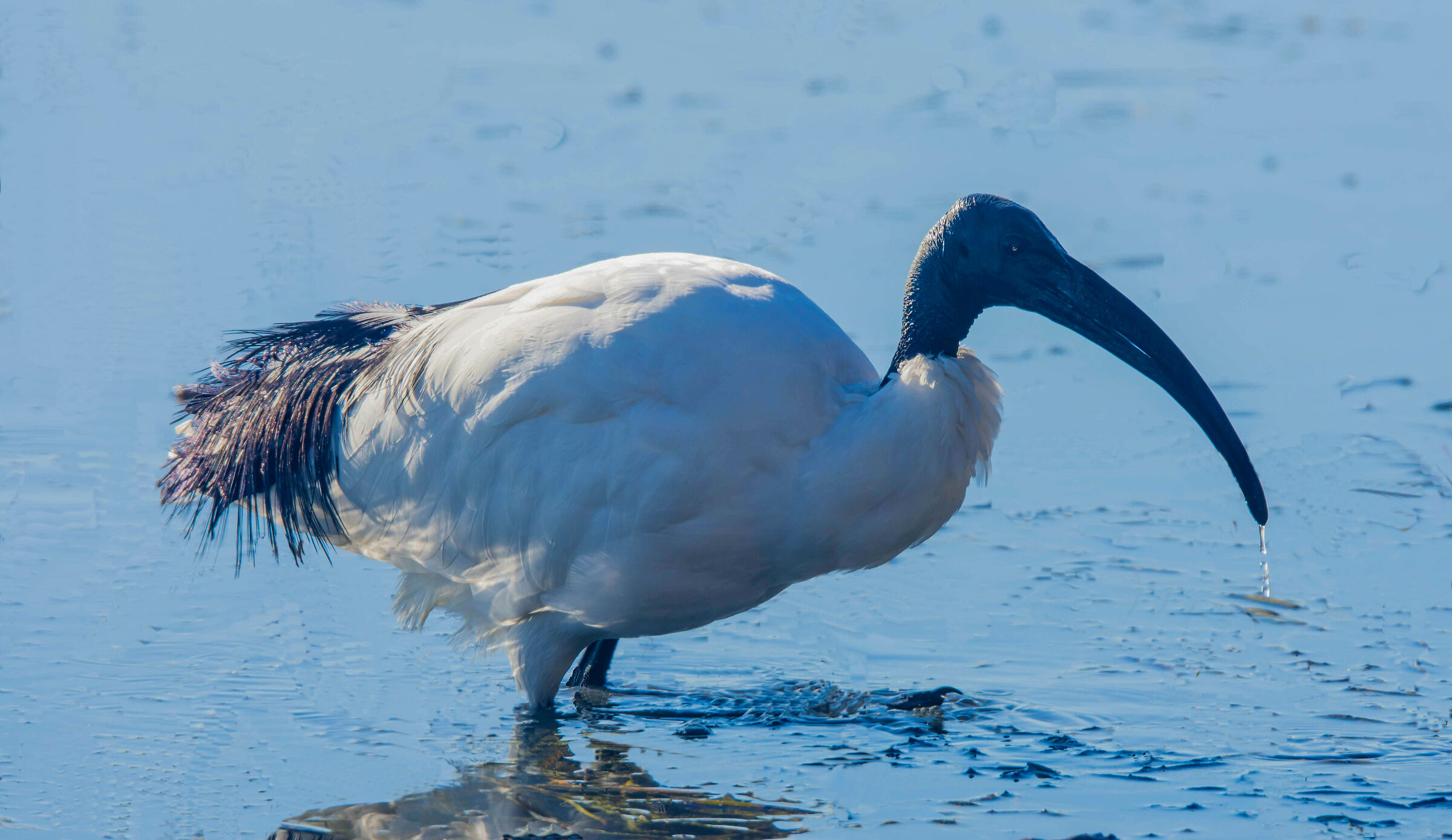 Sacred Ibis