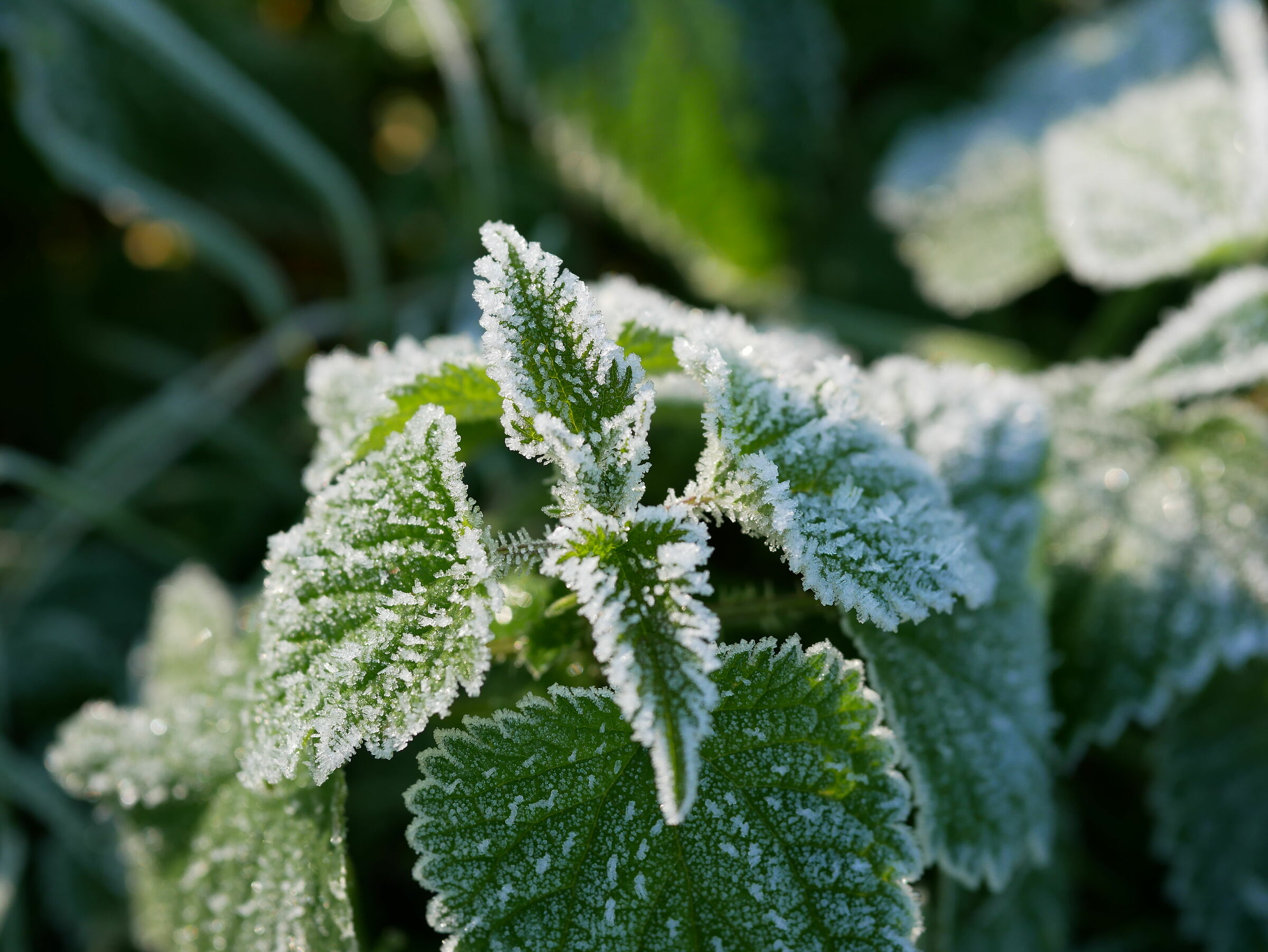 Frost