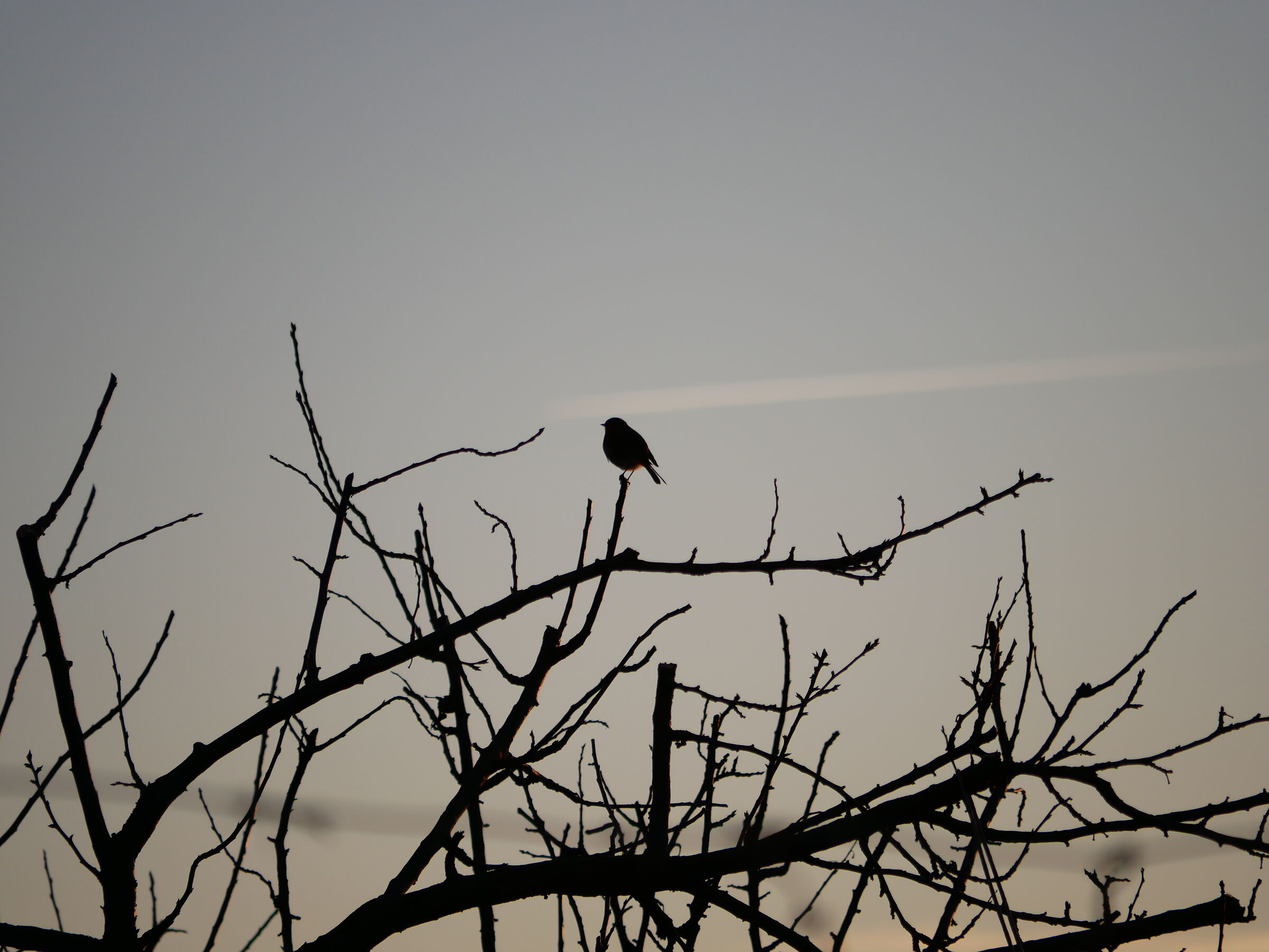 robin at sunset