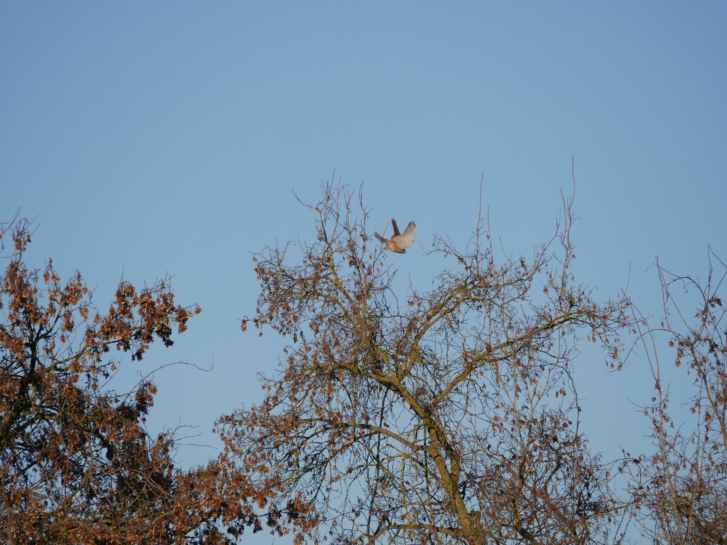 the decolletage of the kestrel