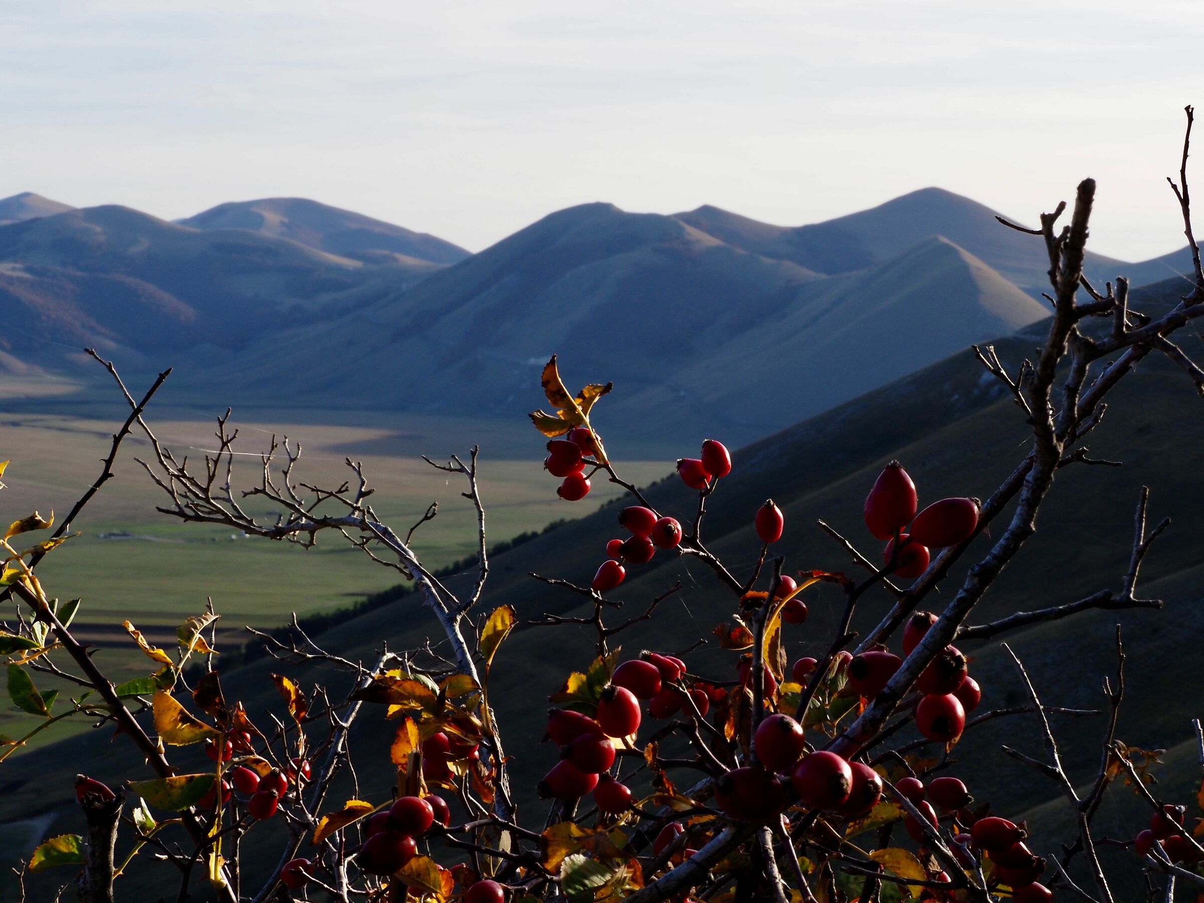 La rosa canina di Castelluccio