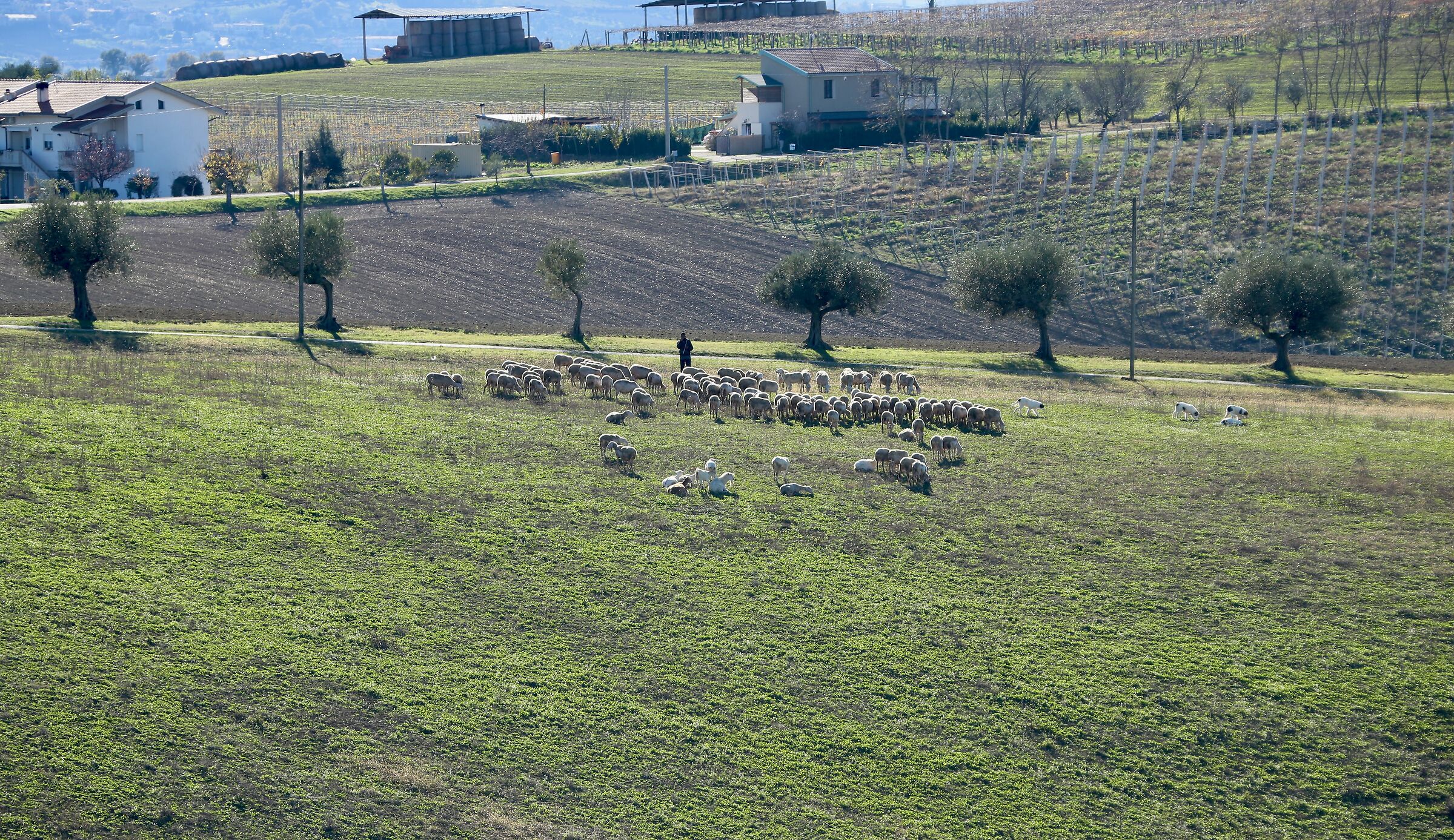 The Abruzzo bucolics: shepherd, sheep and watchdogs