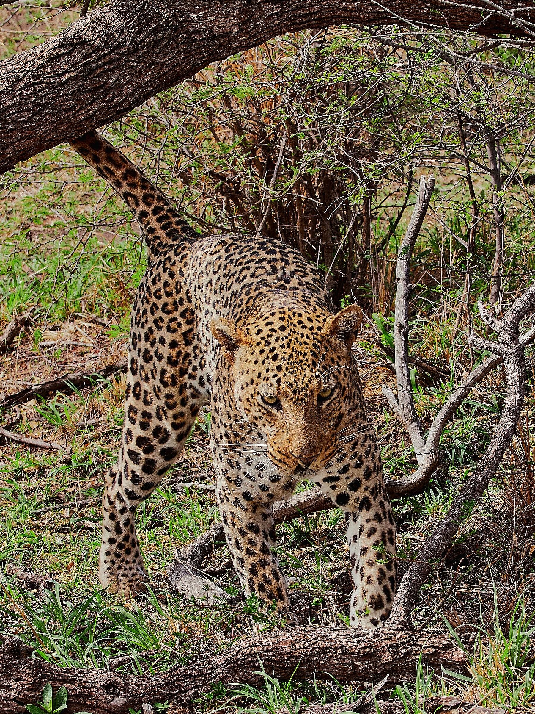 Passeggiando pensosamente