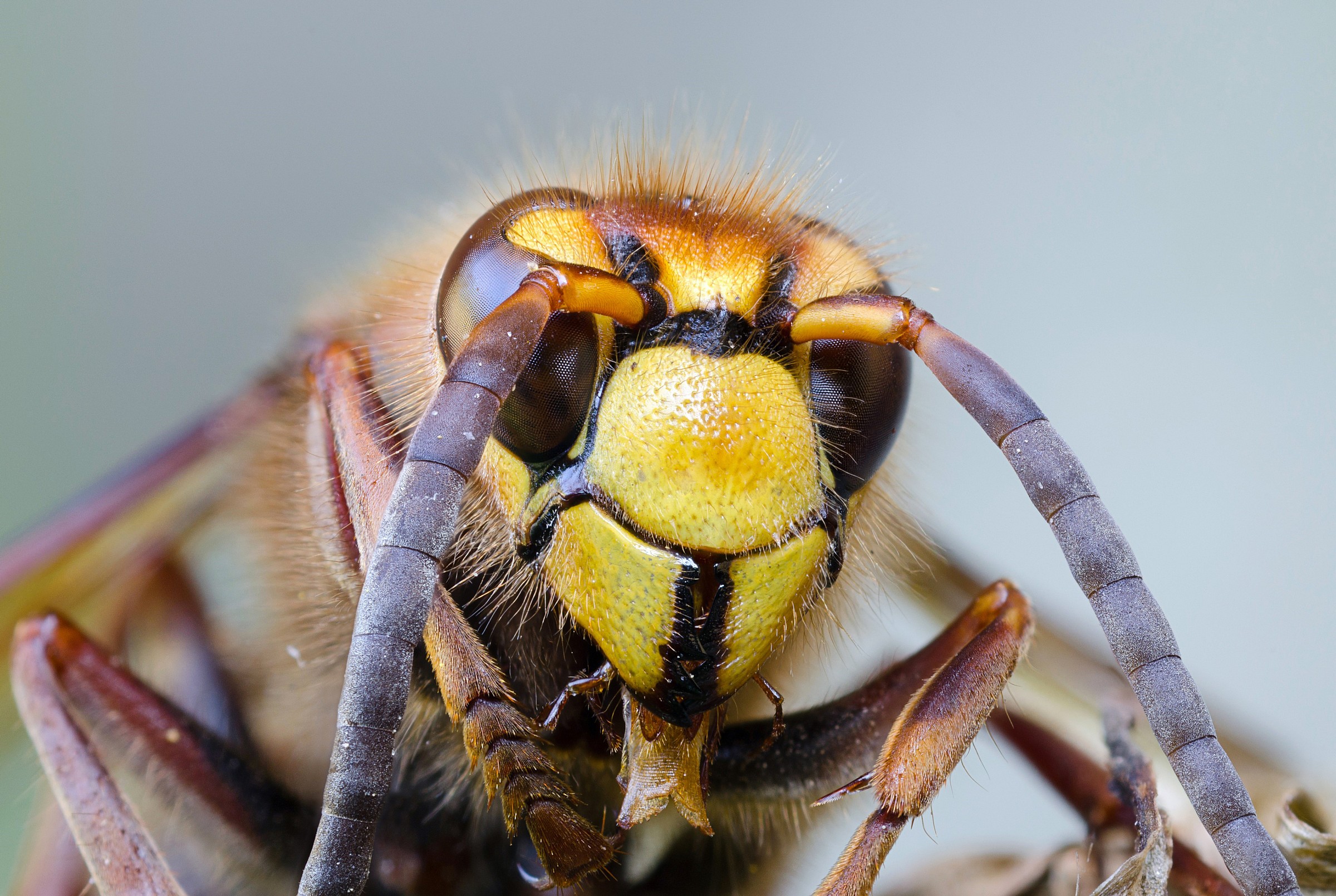 European hornet - Vespa crabro
