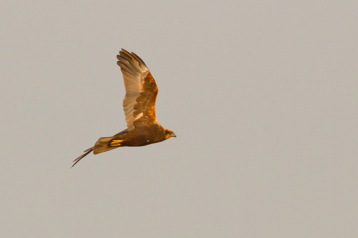 Help for identification