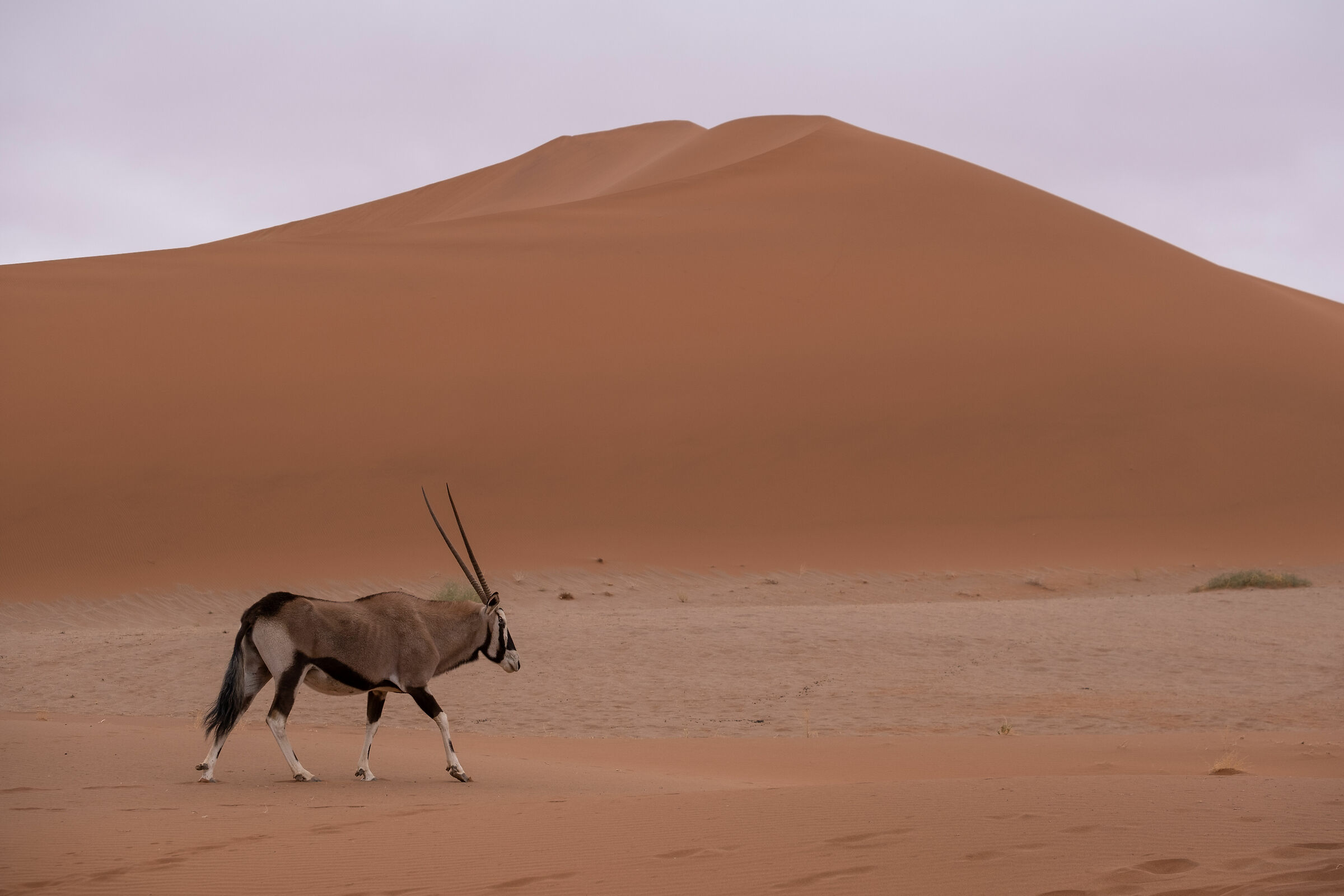 Oryx in Namibia