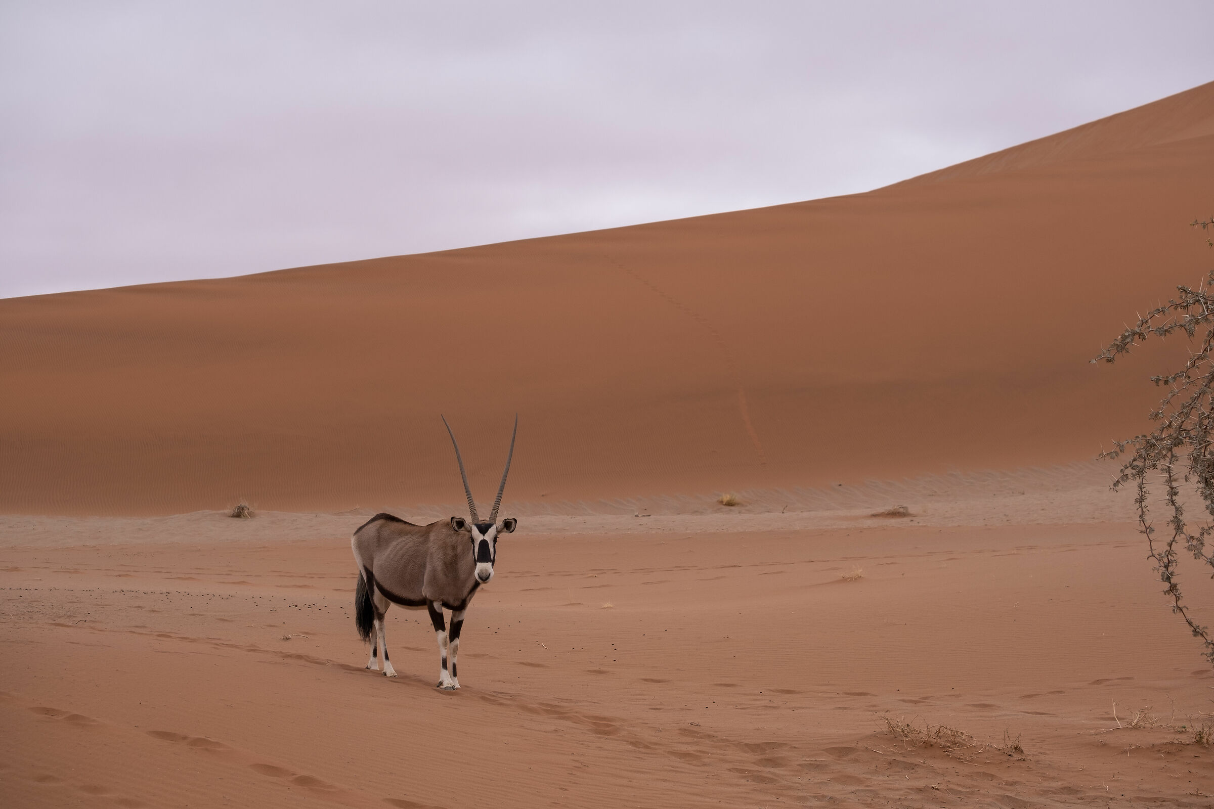 Oryx in Namibia