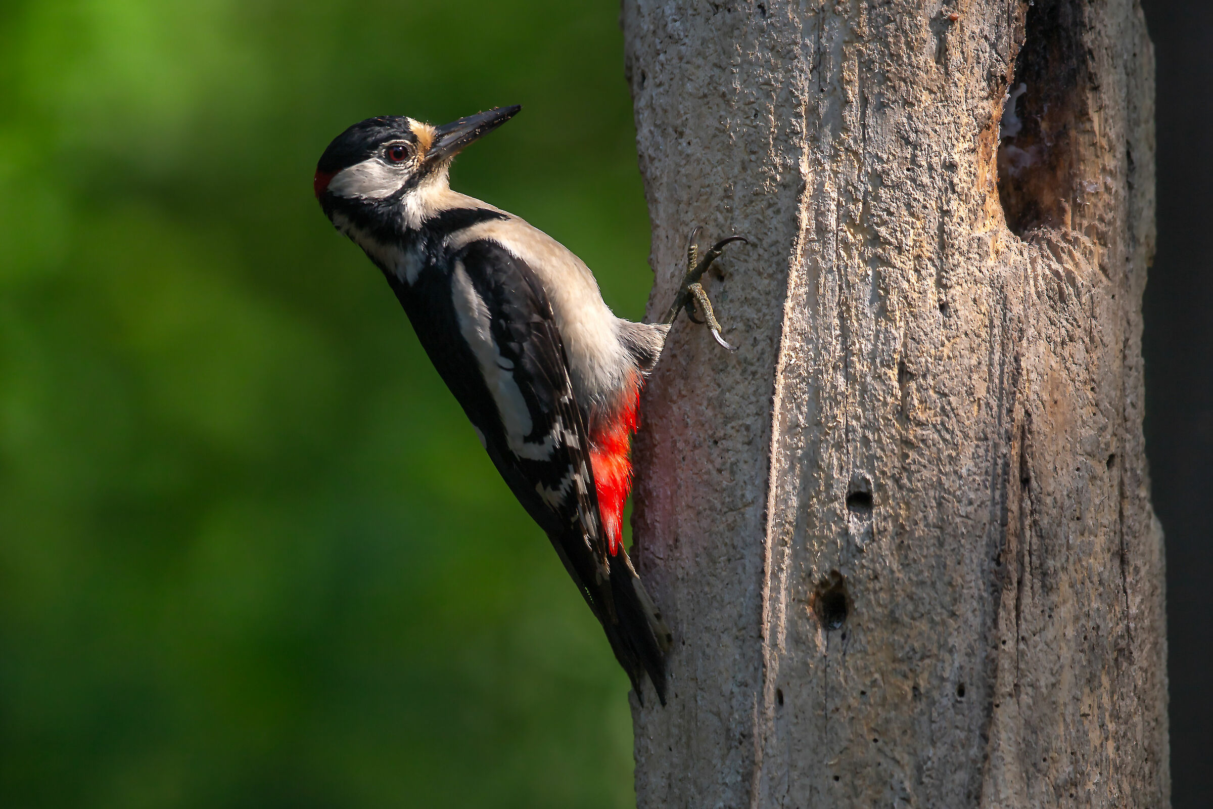 picchio rosso maggiore