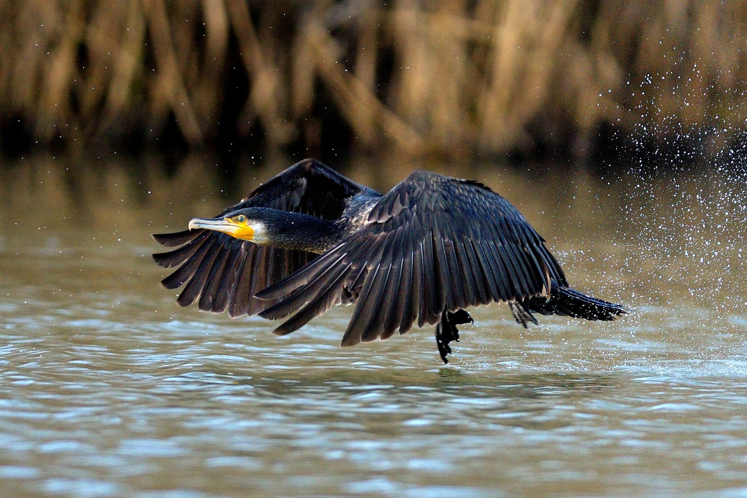 Cormorano taking off