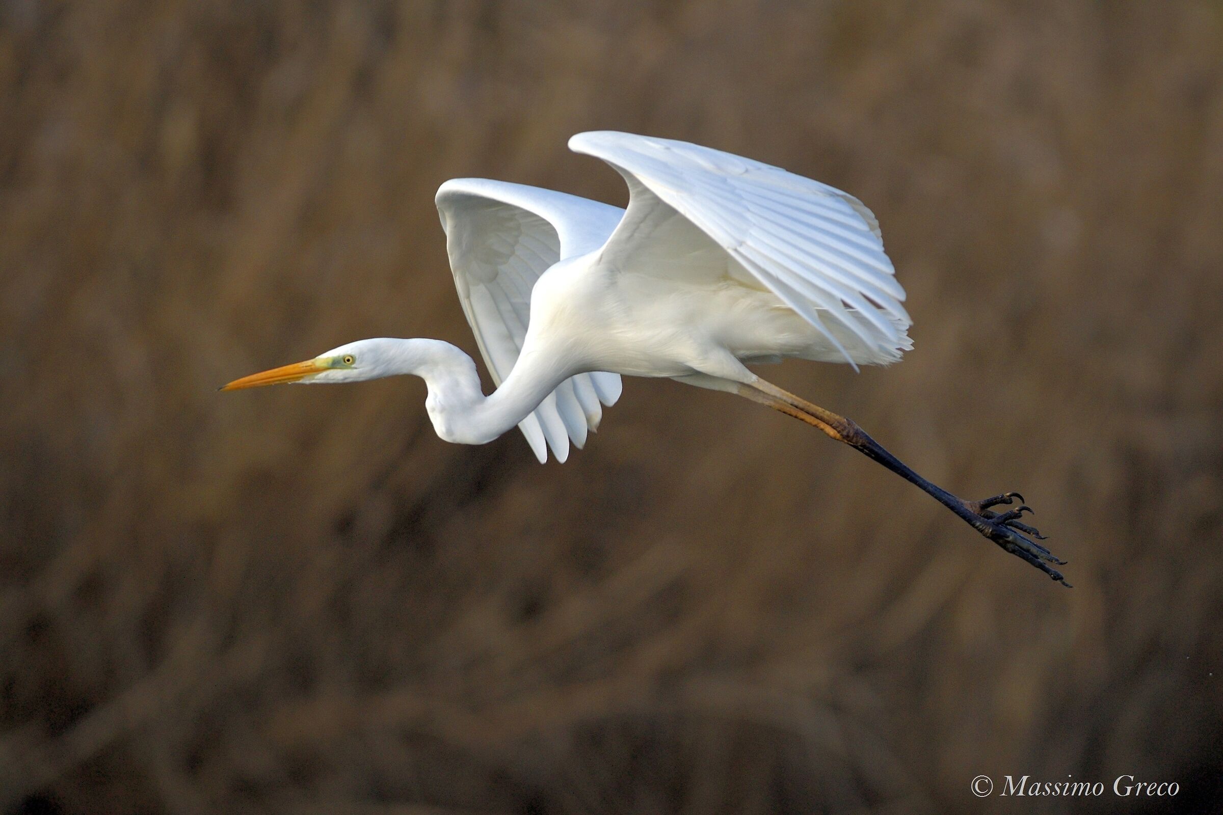 Major white heron