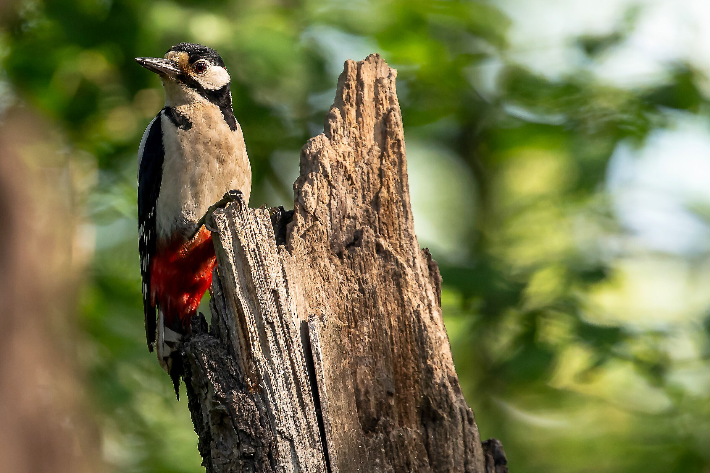 picchio rosso maggiore