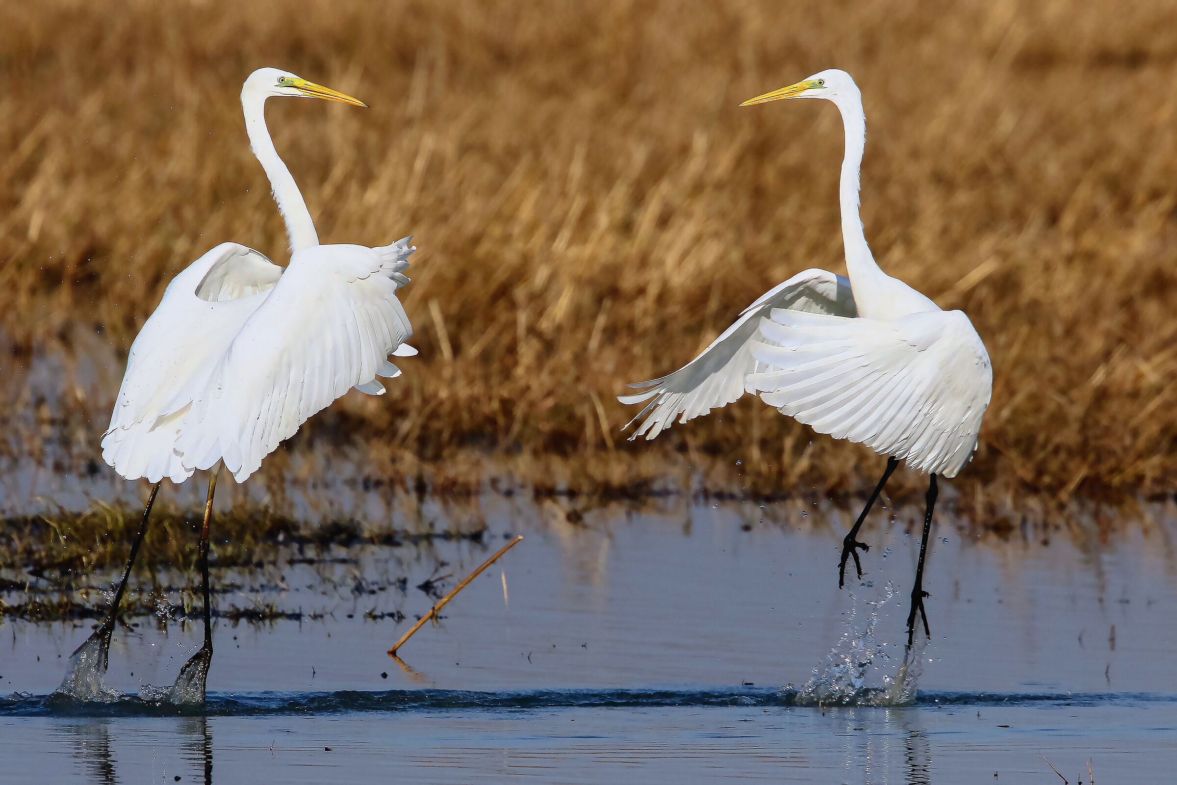 la danza degli aironi