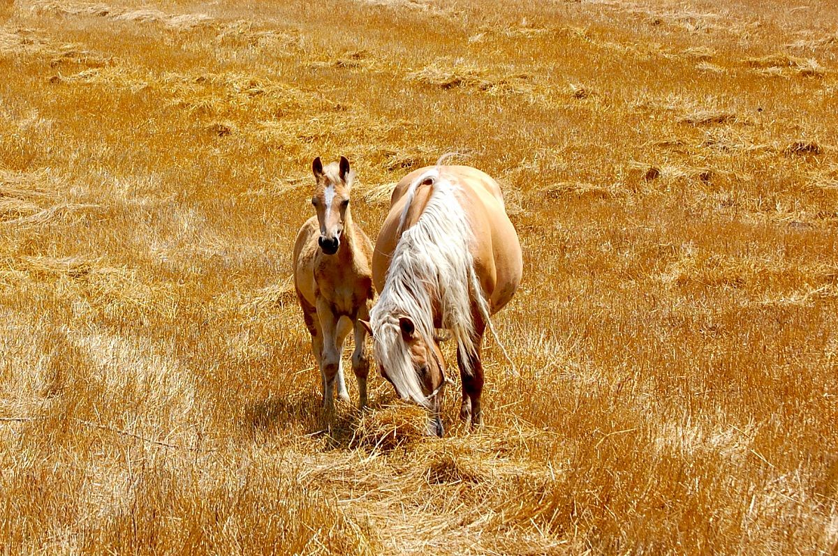 Horses wheat crop