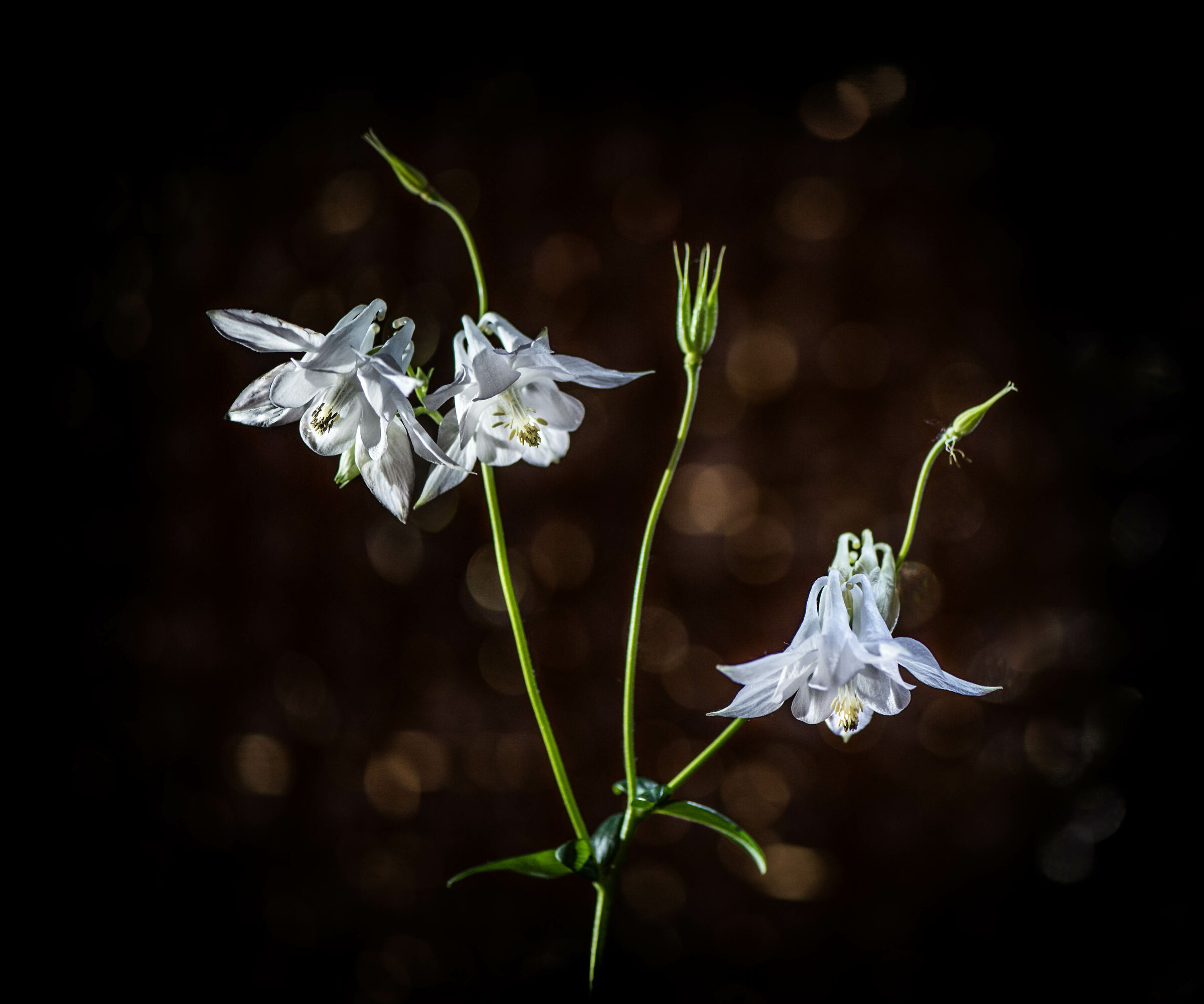 Aquilegia.