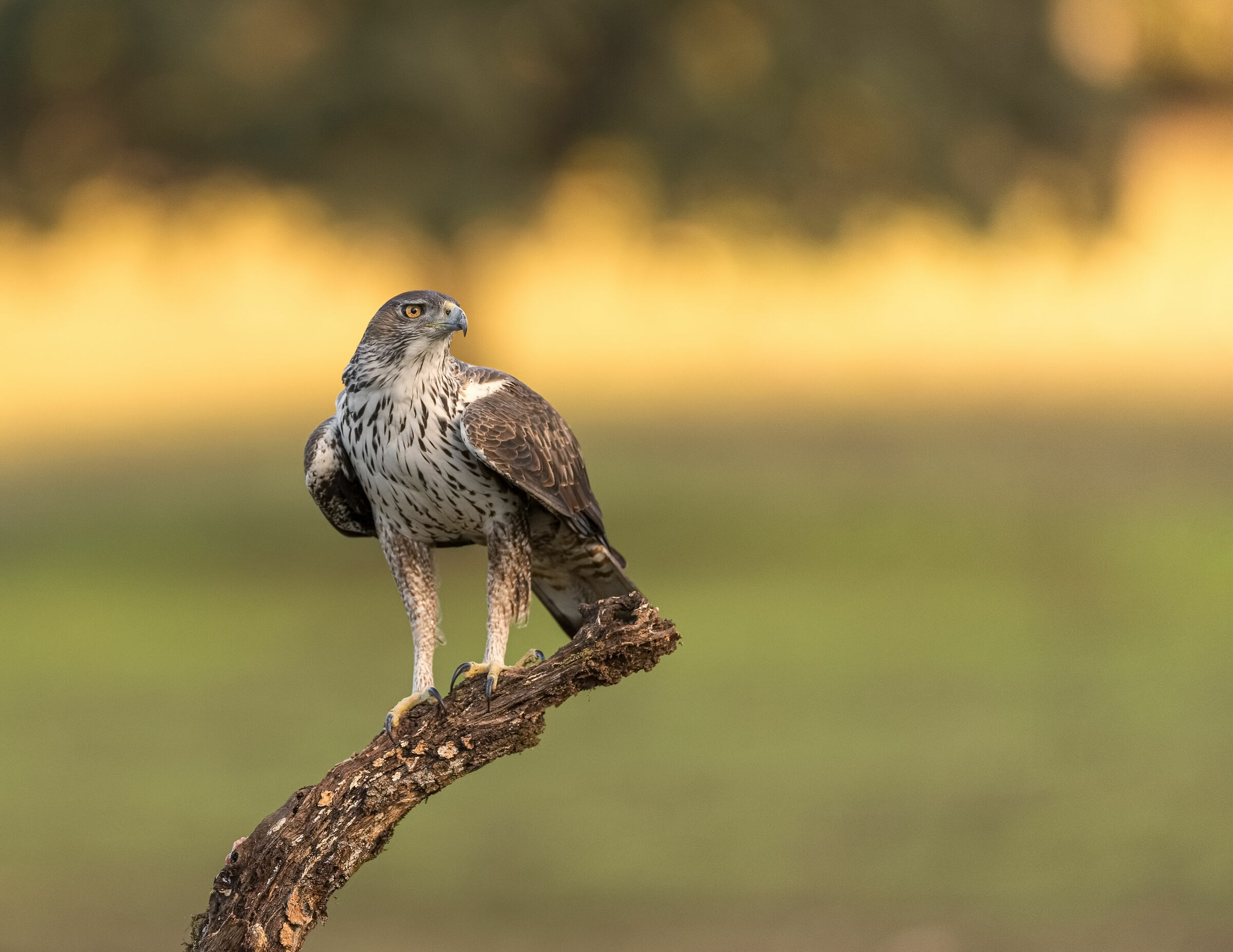 Bonelli's eagle
