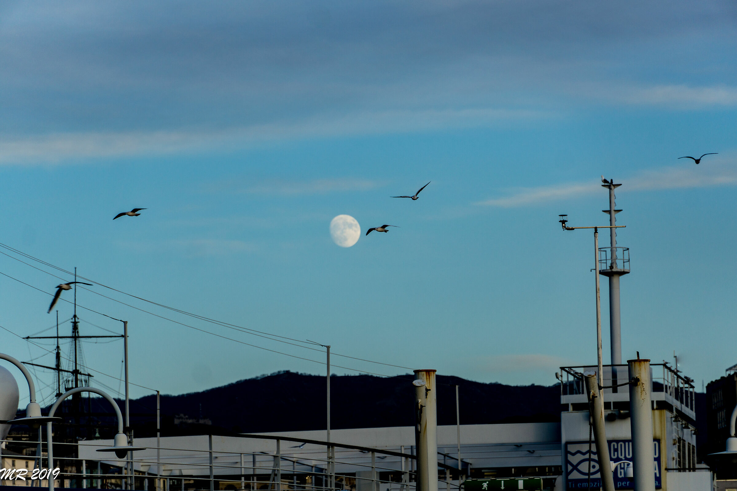 Luna and Seagulls - Genoa Ancient Port