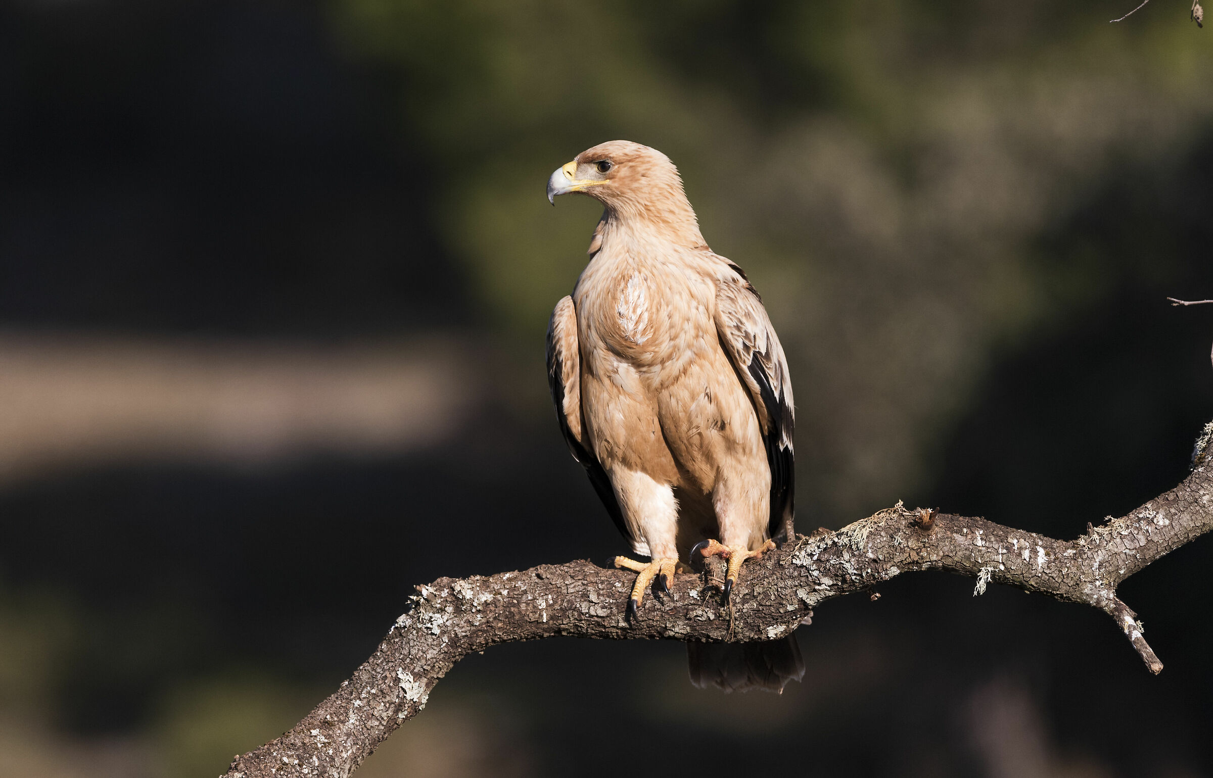 Immaturo Aquila Imperiale