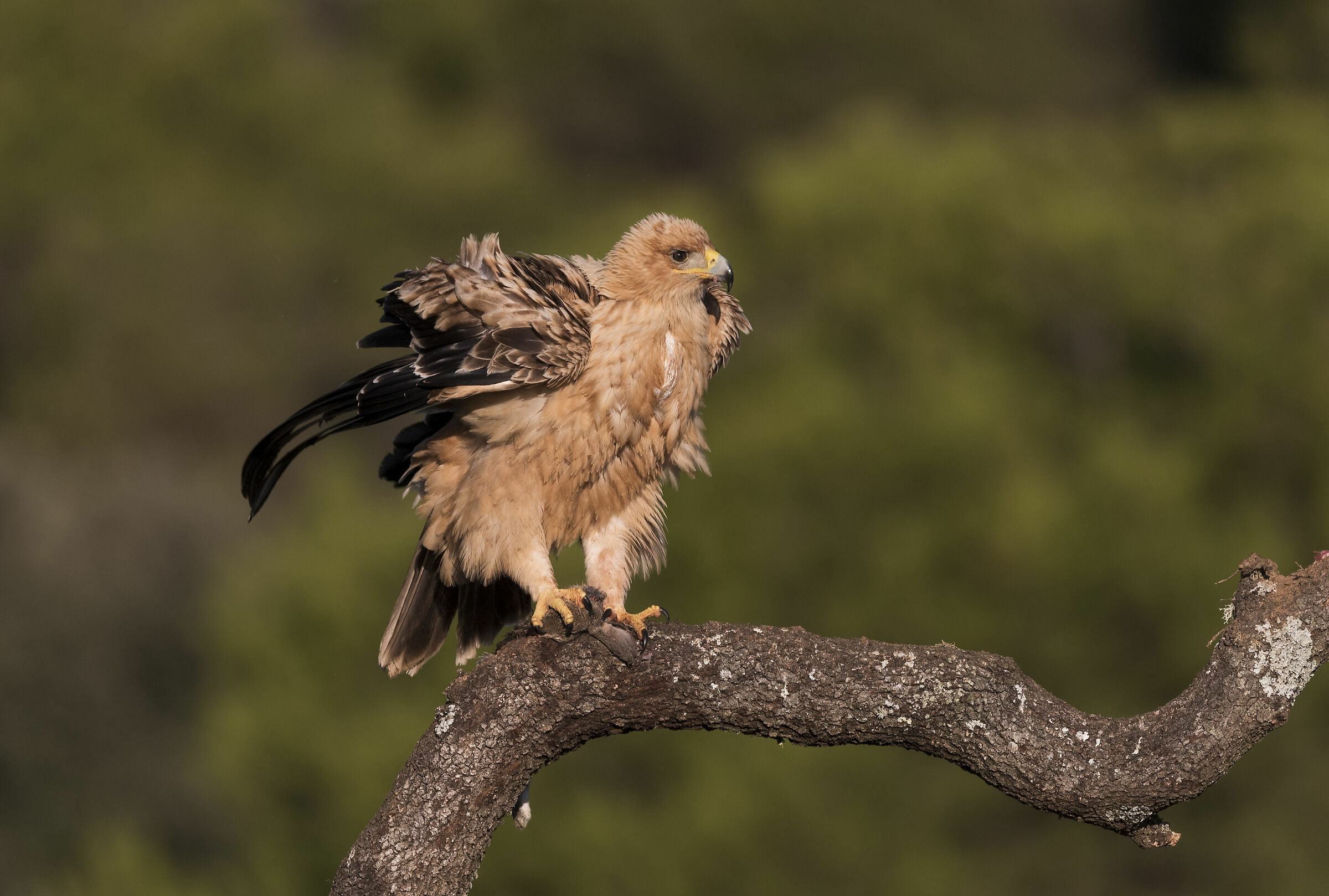 Immature Imperial Eagle