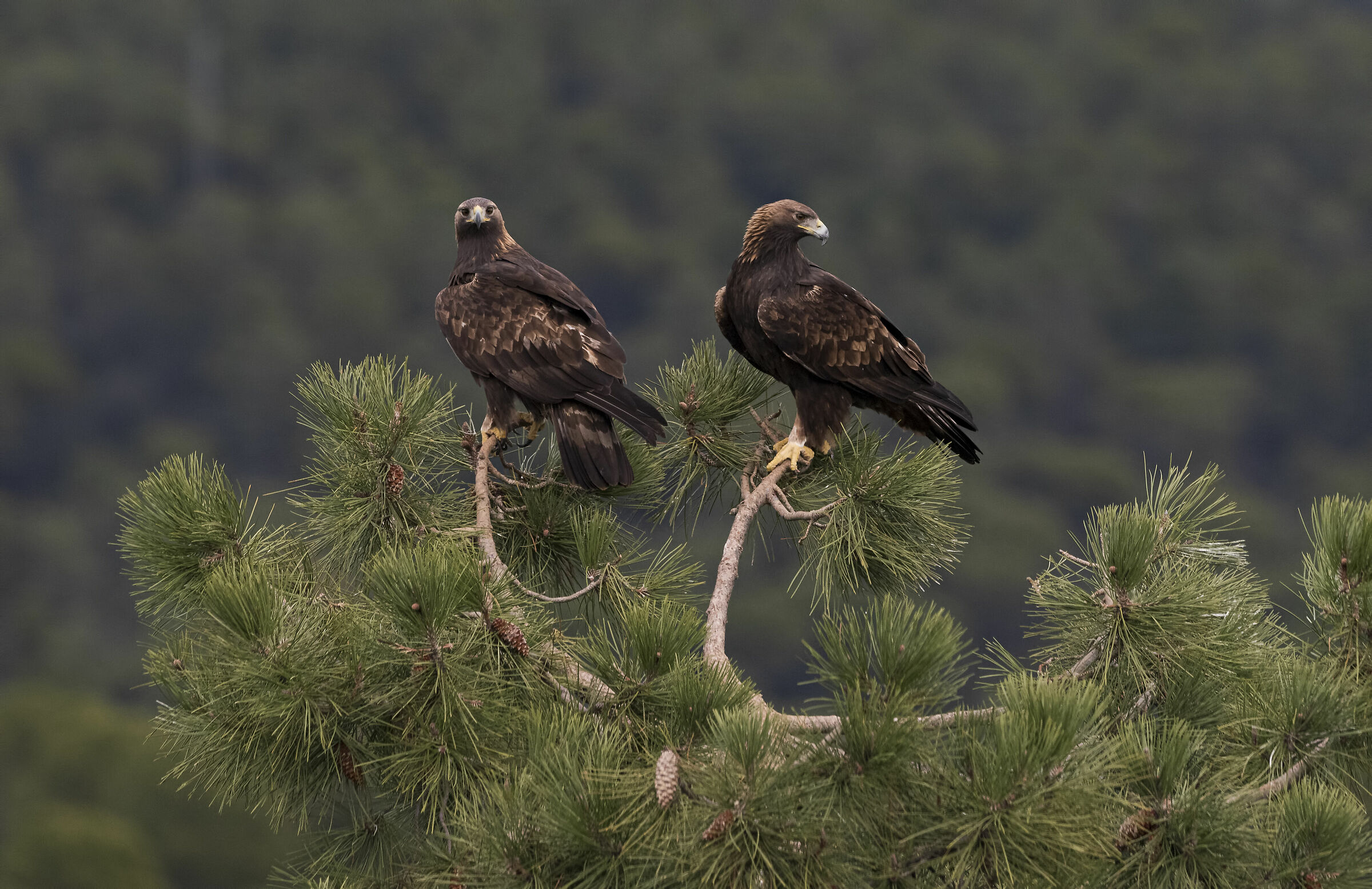Couple Golden Eagles